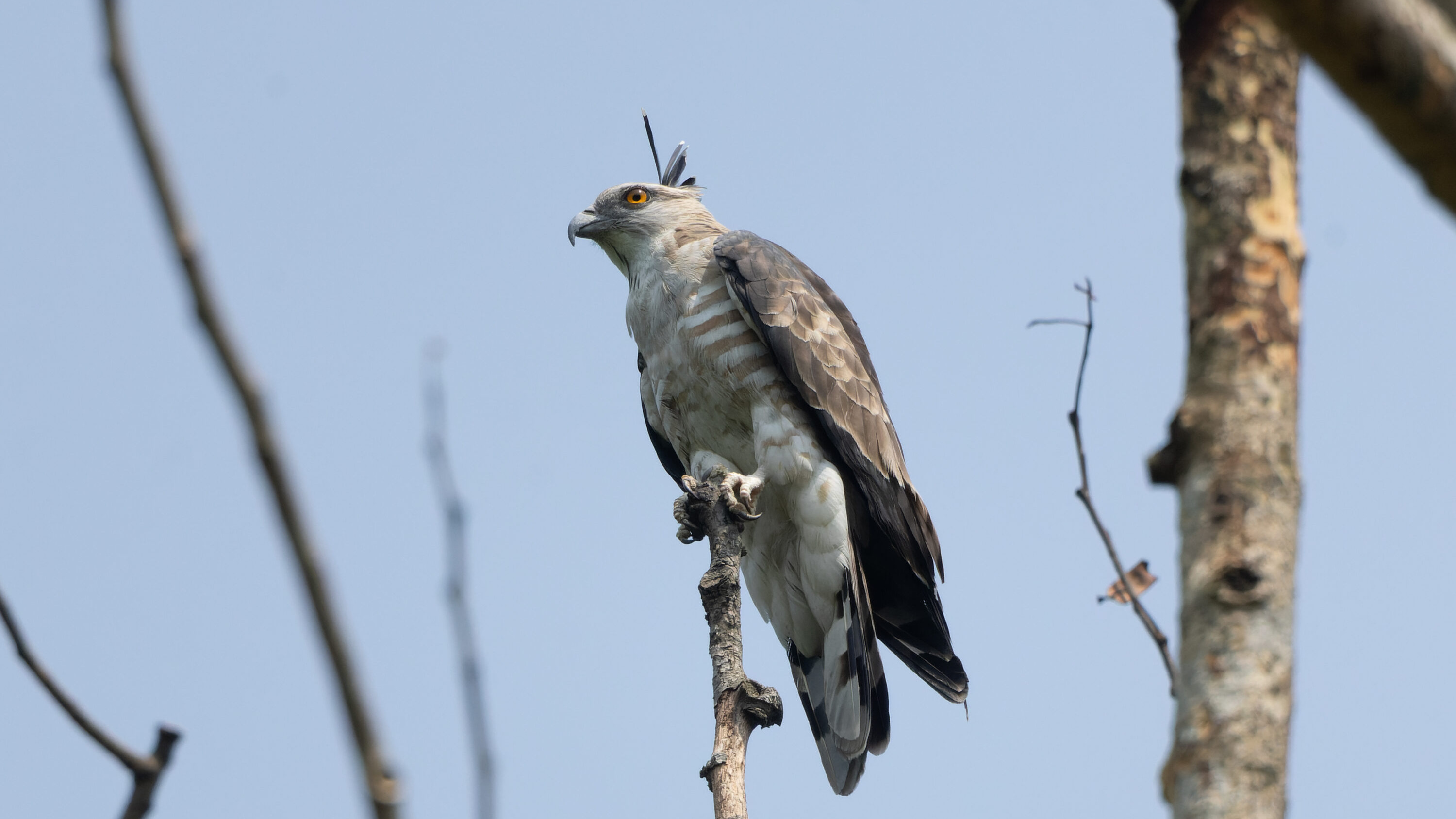 Jerdon's baza perched in a tree in West Bengal, India