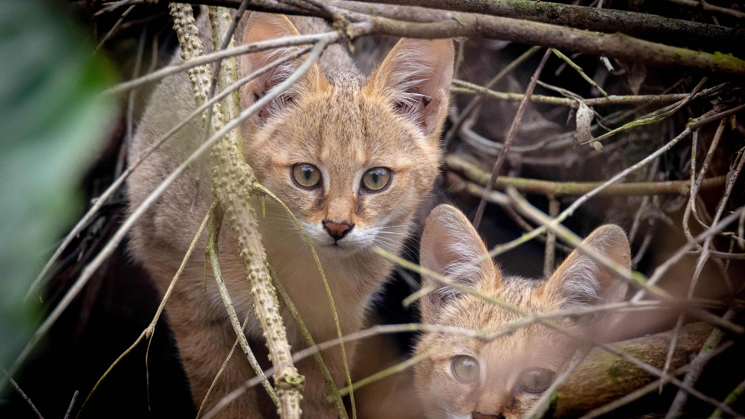 Wild juvenile Jungle Cats in Nepal