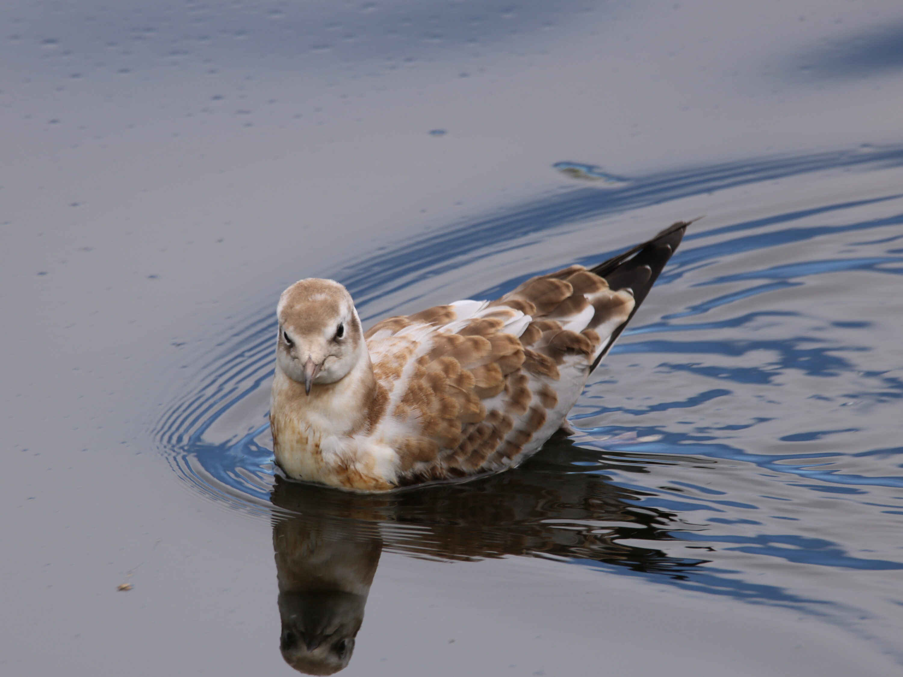Juvenile black-headed gull swimming on calm water