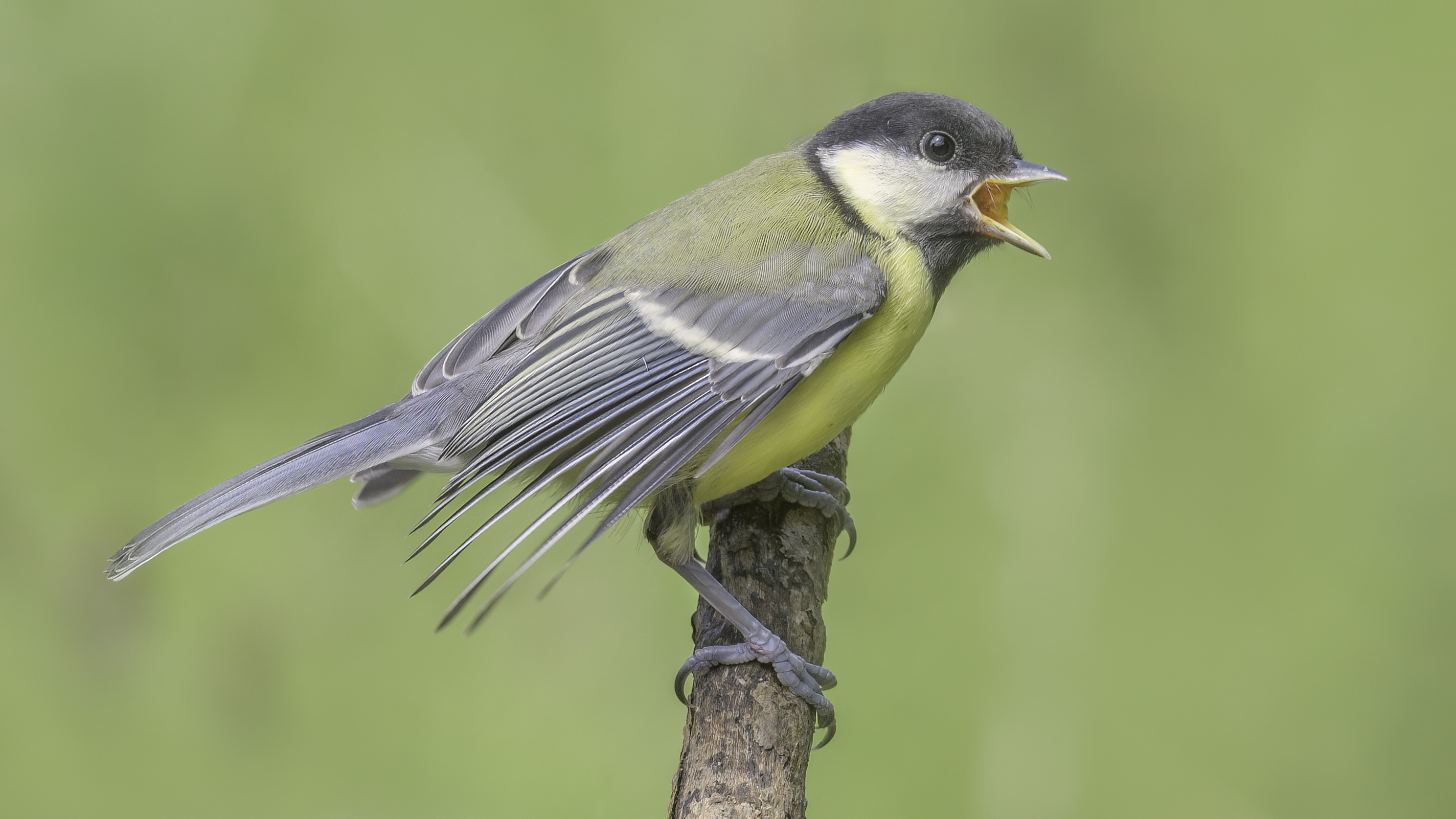 Juvenile great tit calling from a branch in Dumfries and Galloway, Scotland