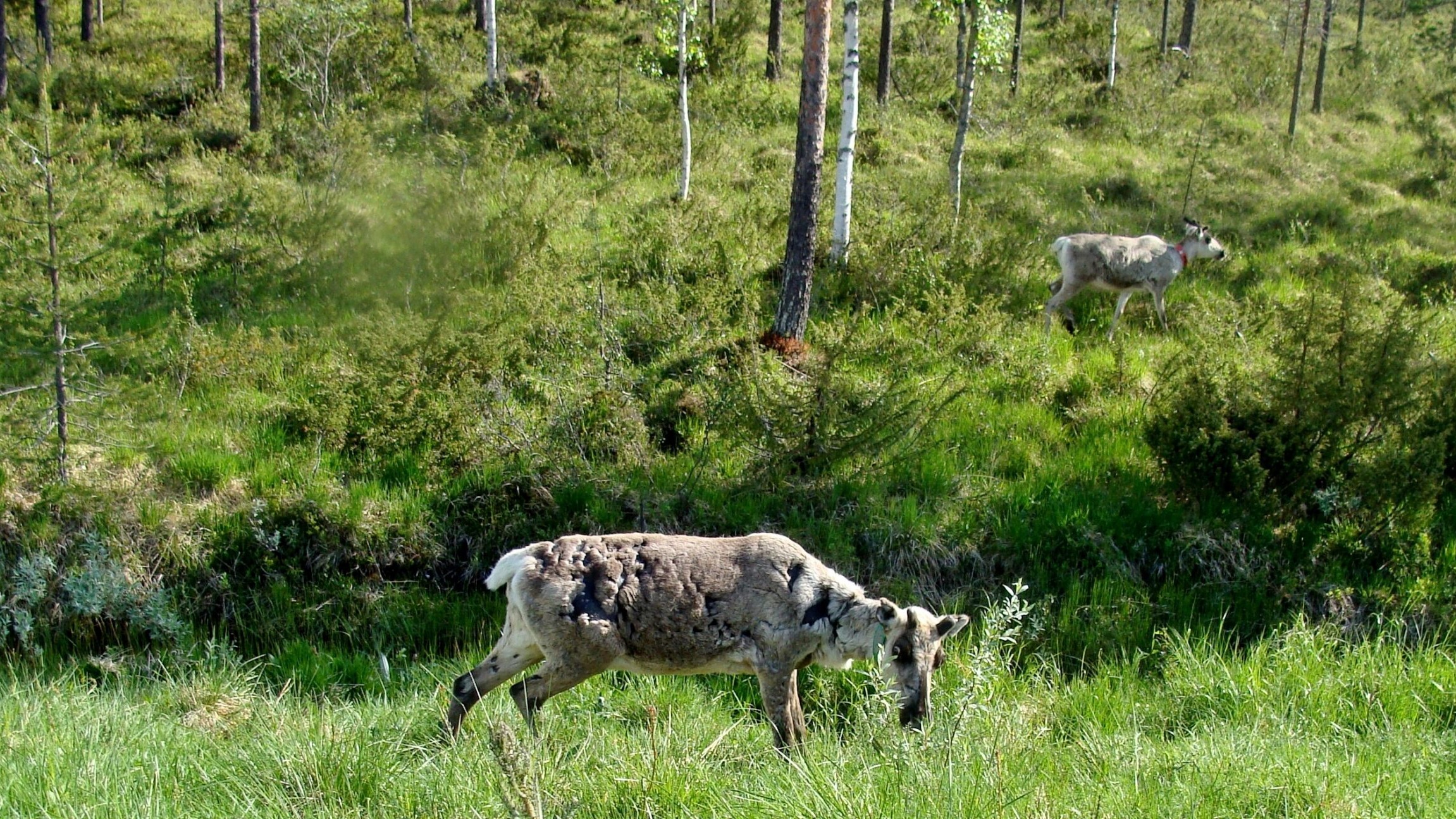 Reindeer in open summer landscape in Lapland, Finland