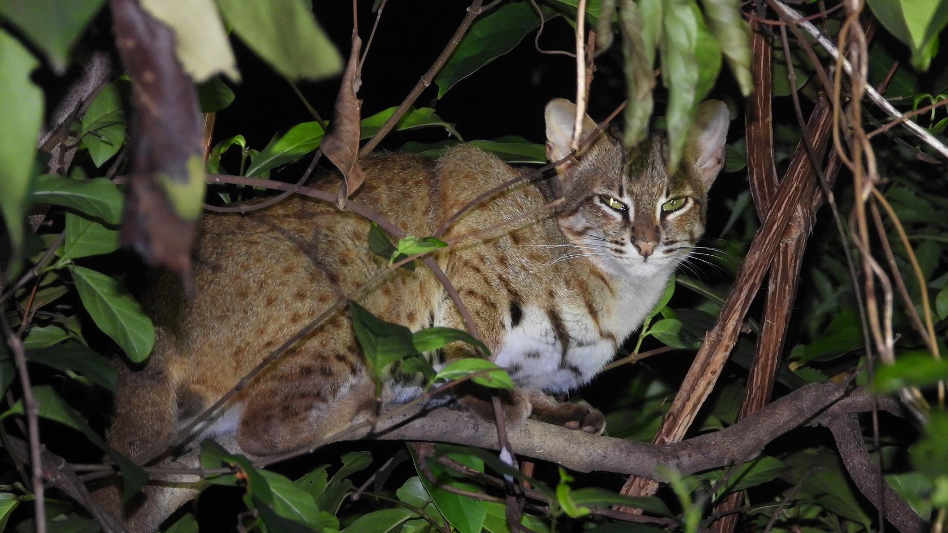 Rusty-spotted cat resting on a branch in Kapilash Wildlife Sanctuary