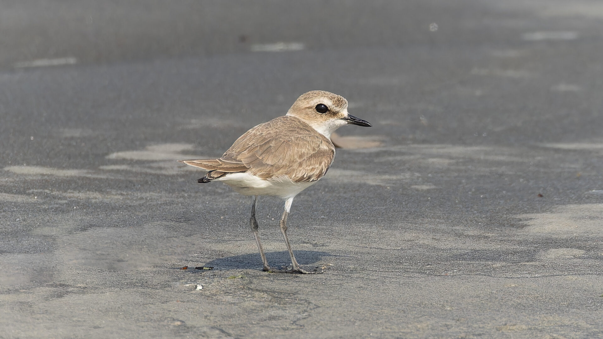 Kentish plover in Bakkhali, West Bengal, India