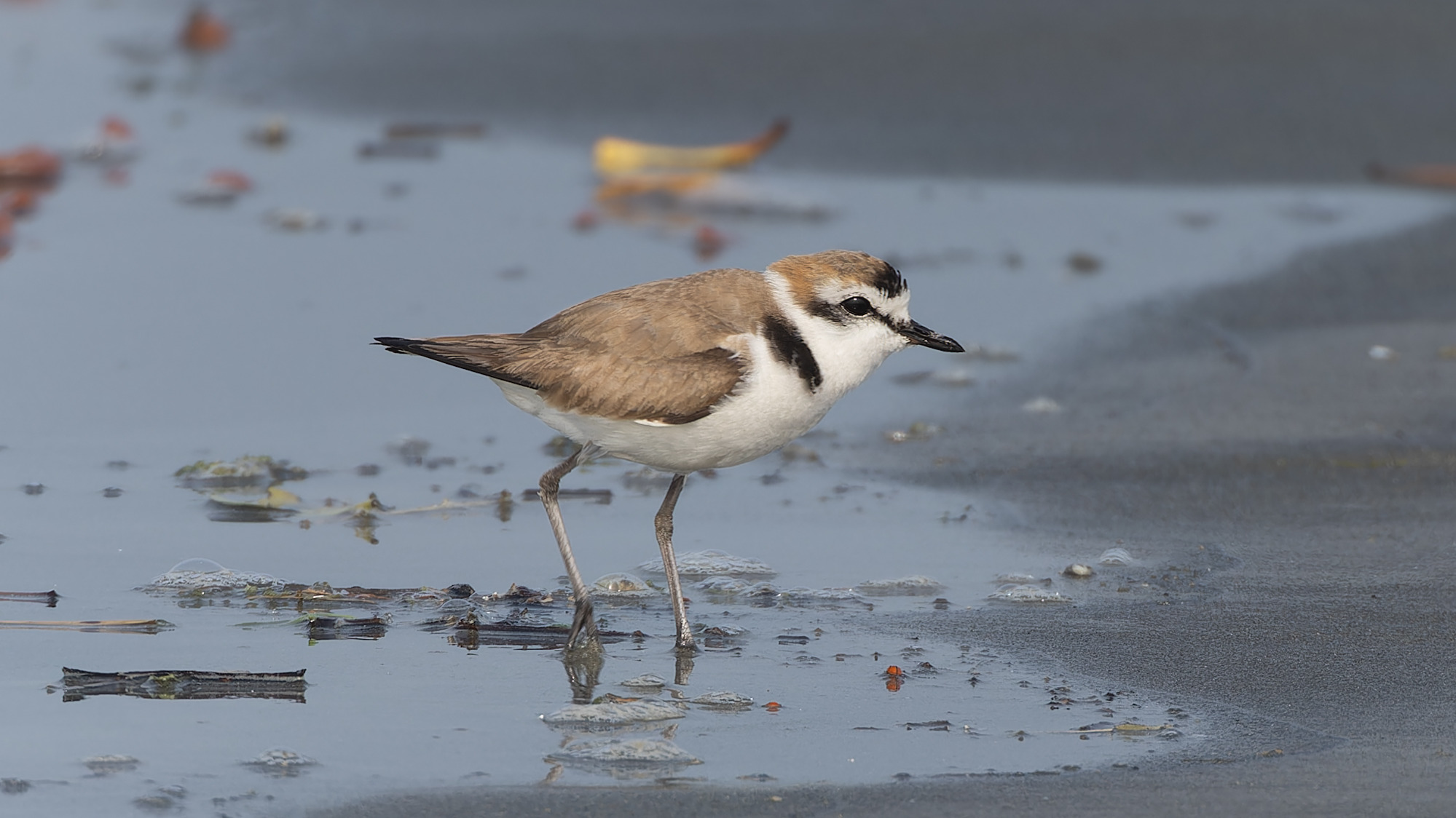 Breeding-plumage Kentish Plover standing beside shallow water
