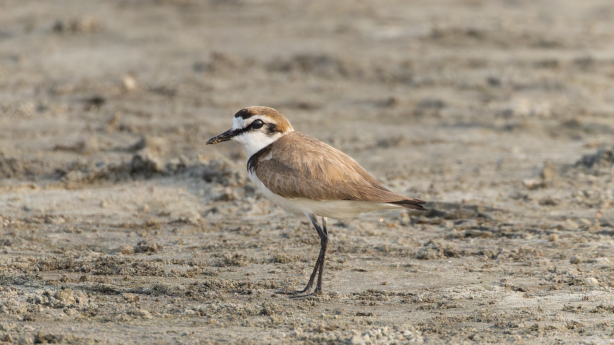 Male Kentish Plover standing on open sandy ground