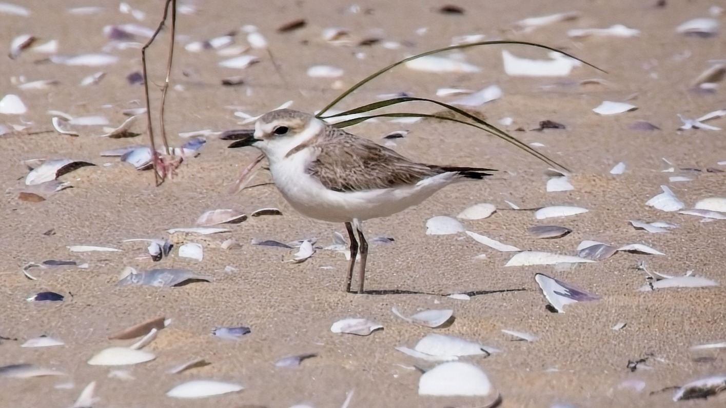 Kentish plover in coastal habitat in Galicia, Spain