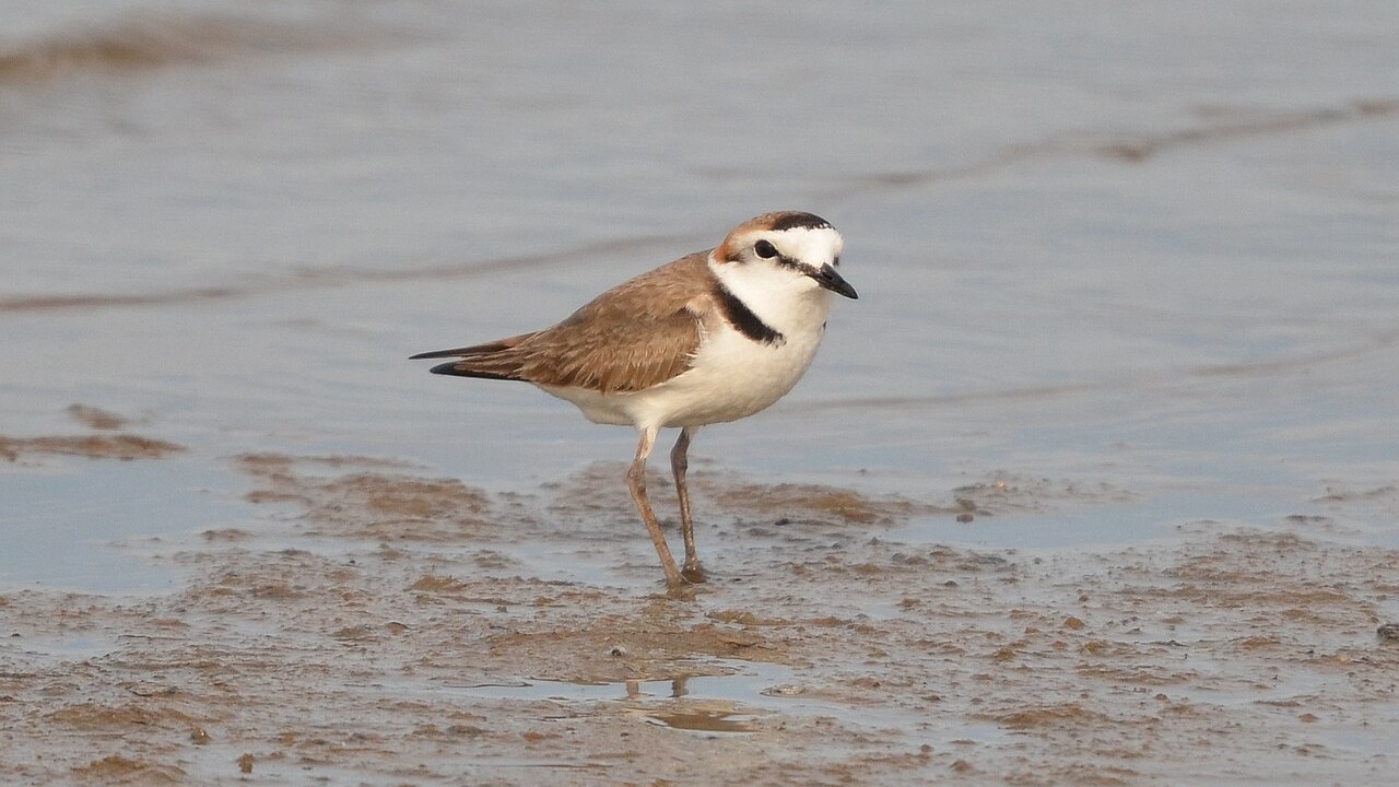 Kentish plover standing on a tidal mudflat in Tangshan, China.