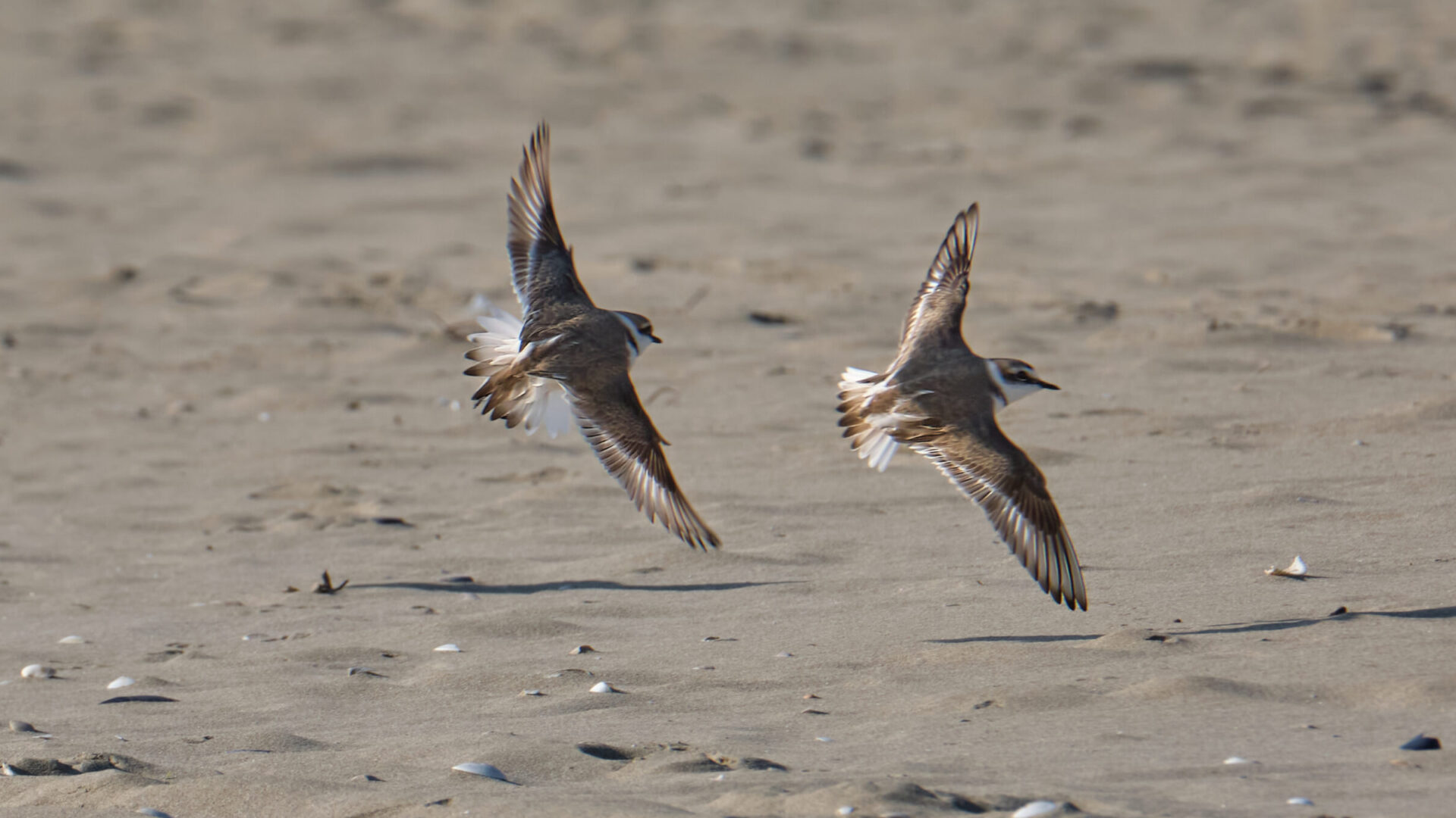 Two Kentish plovers flying low over a sandy beach in Ravenna, Italy