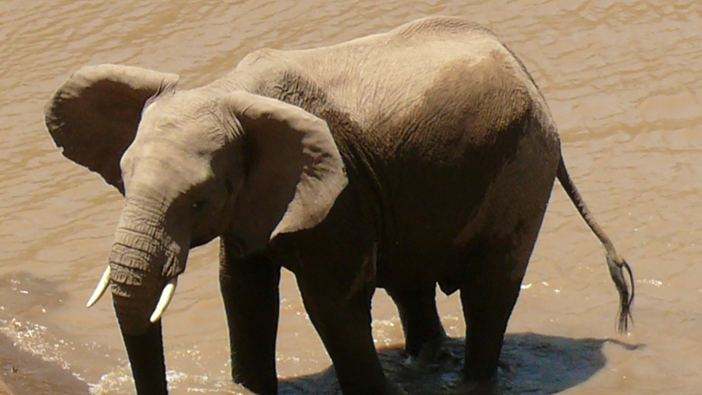 African bush elephant standing in a river in Kenya