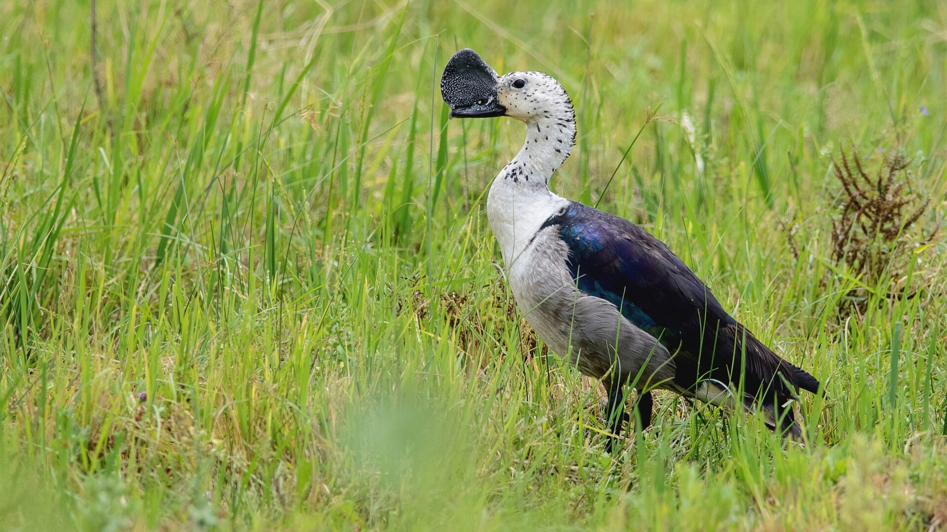 Male knob-billed duck standing in grass in India