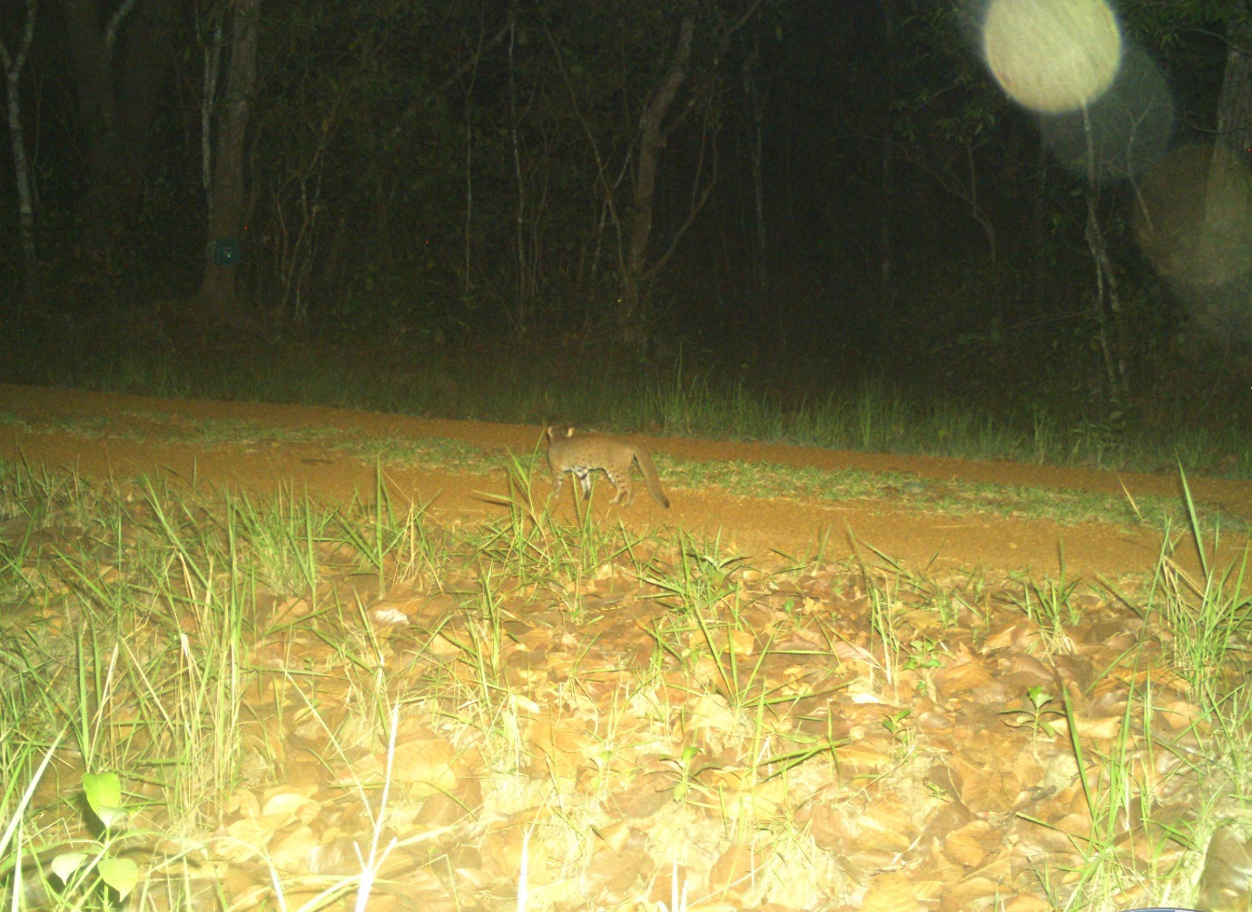Rusty-spotted cat photographed on a forest road in Kuldiha