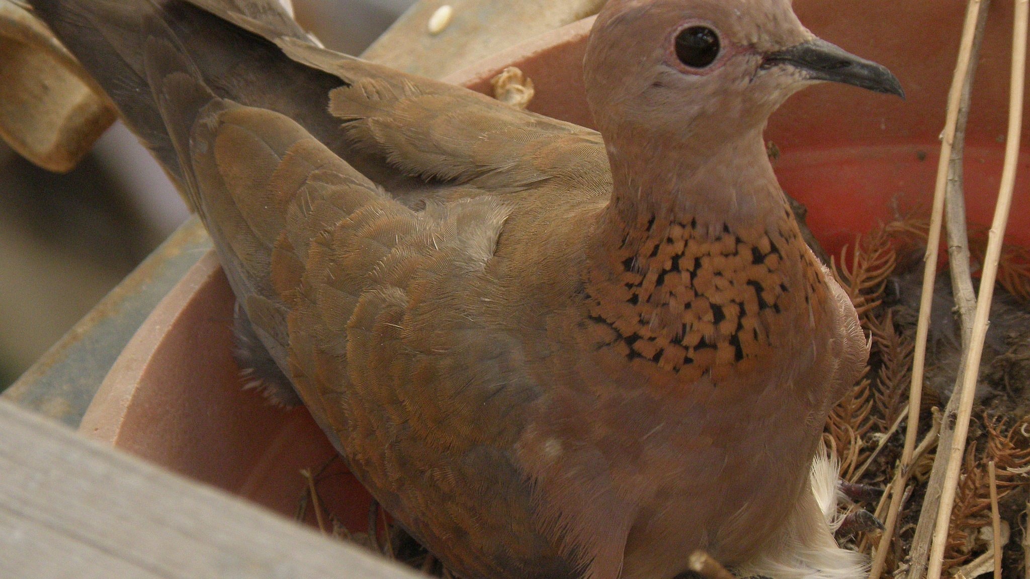 Laughing dove sheltering chicks in a flowerpot