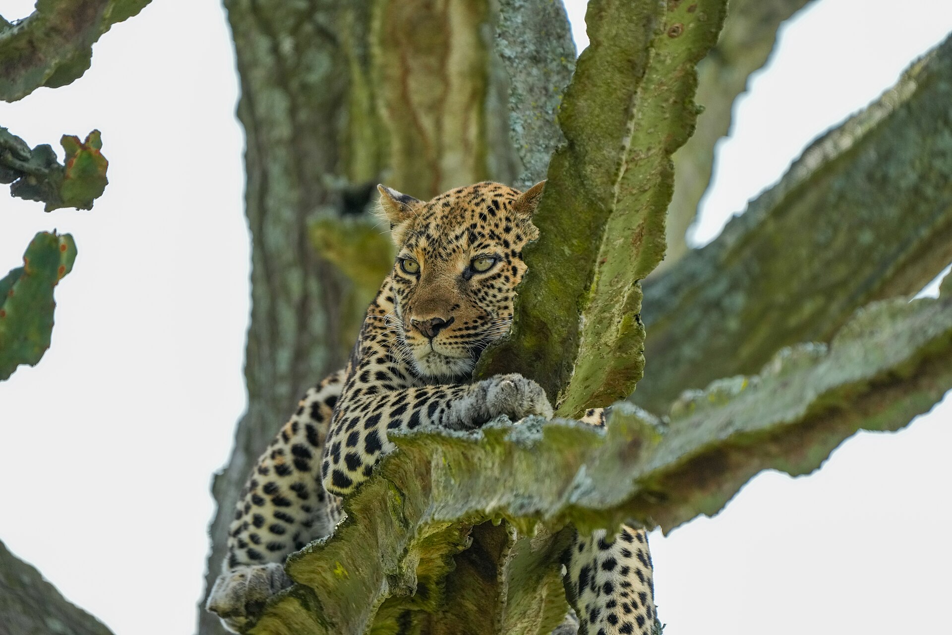 A leopard resting in a tree in Queen Elizabeth National Park