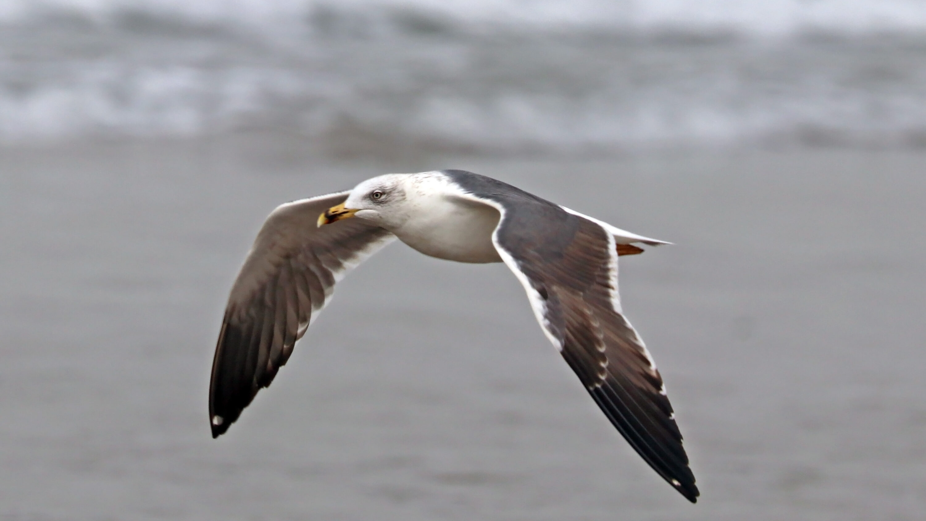 Lesser Black-backed Gull in flight in Morocco