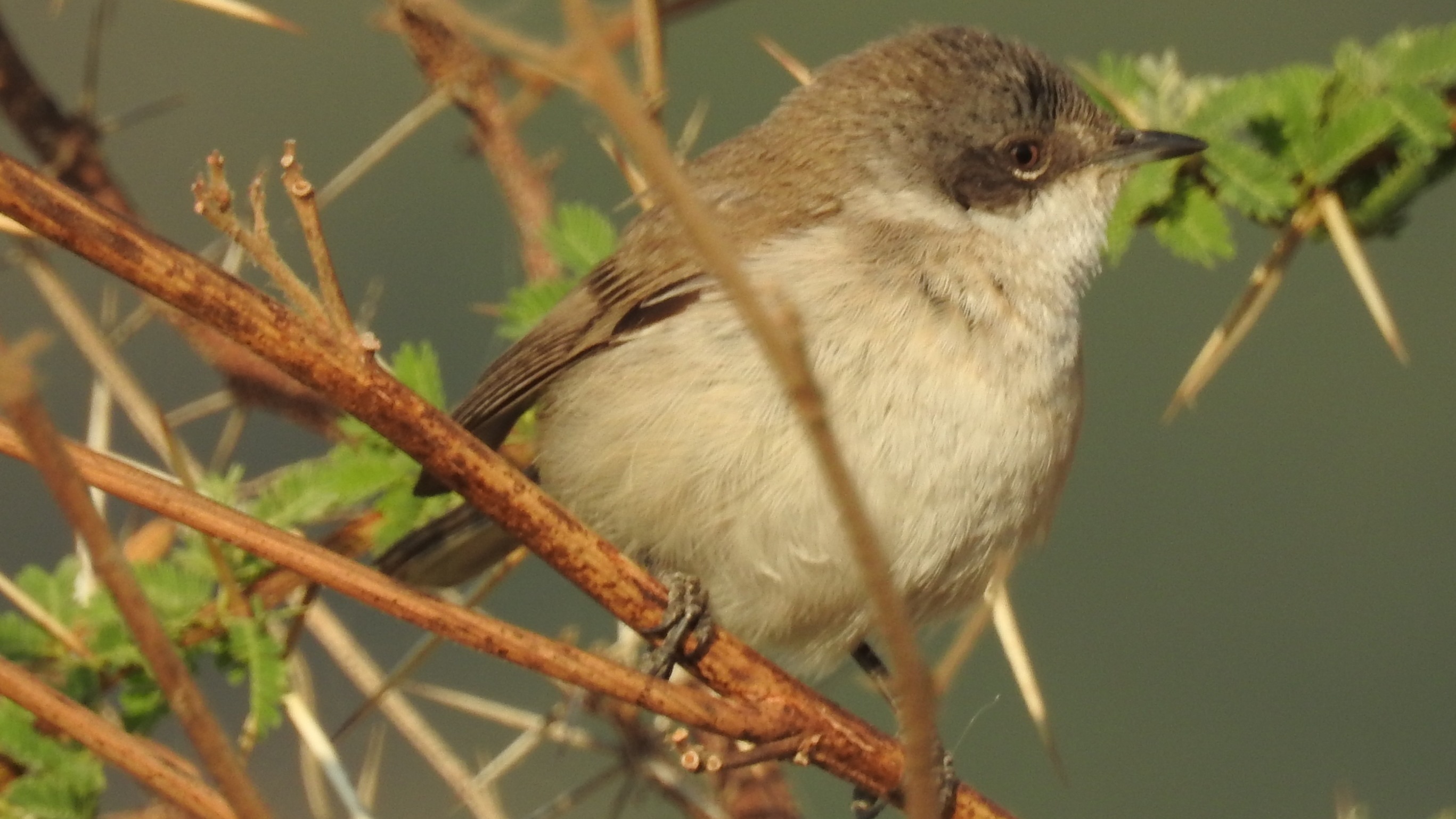 Lesser Whitethroat perched in vegetation