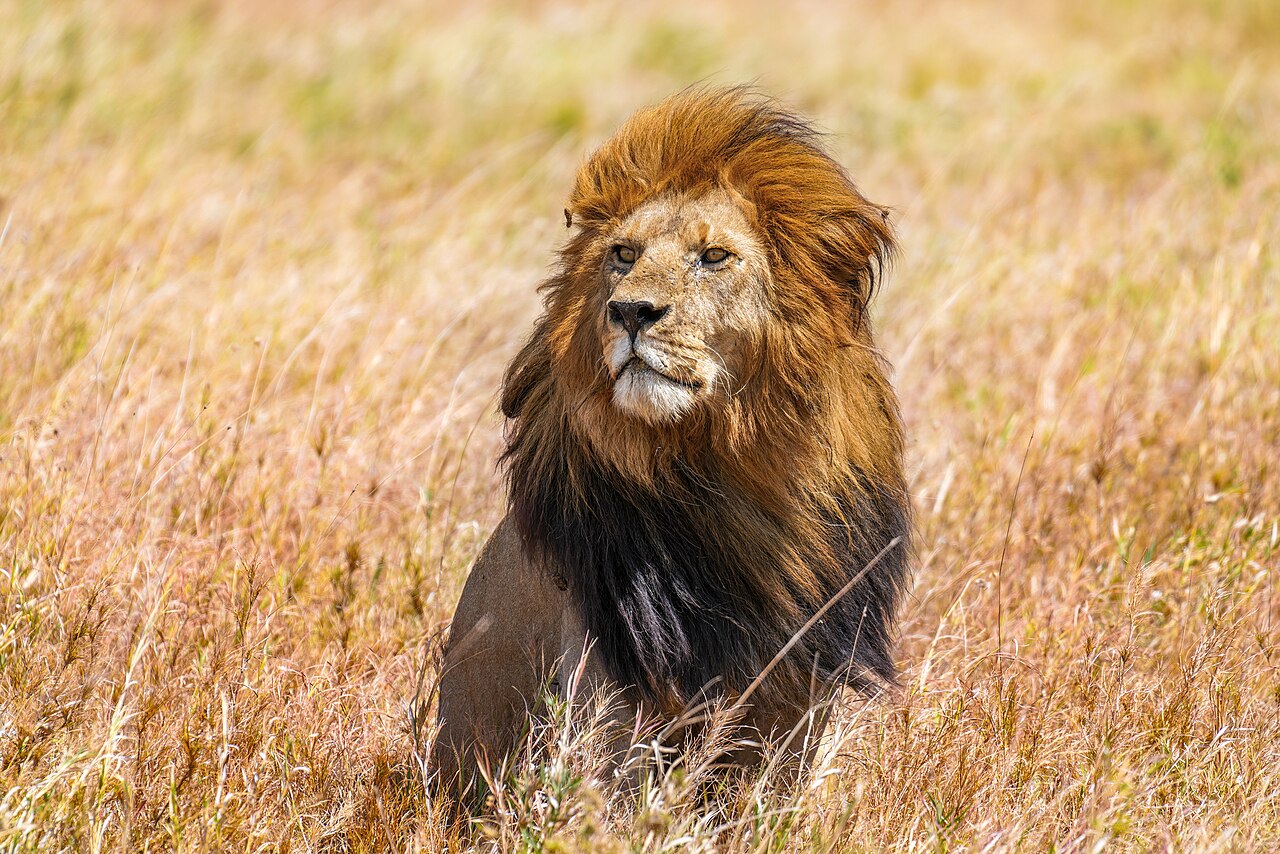 Wild male lion in Serengeti National Park, Tanzania