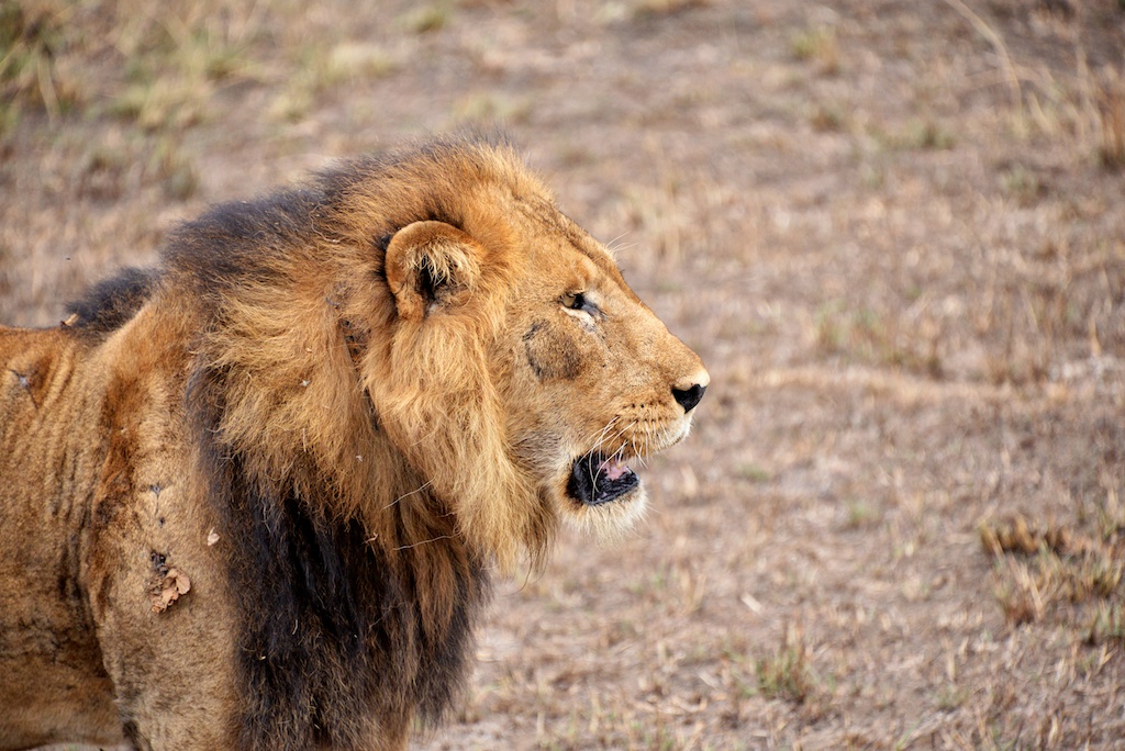 Wild male lion in Uganda
