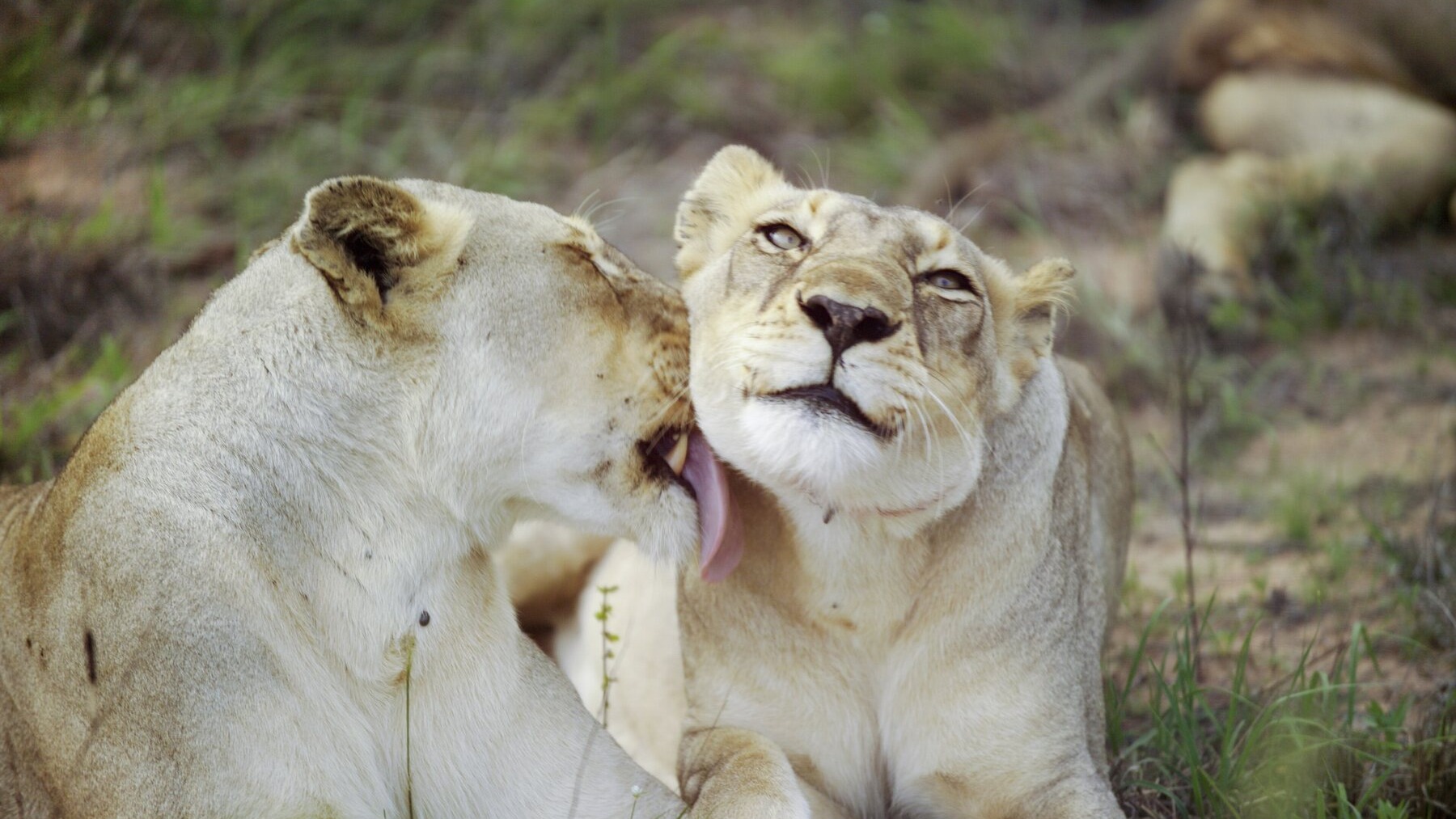 Two wild lionesses grooming in Kruger National Park, South Africa