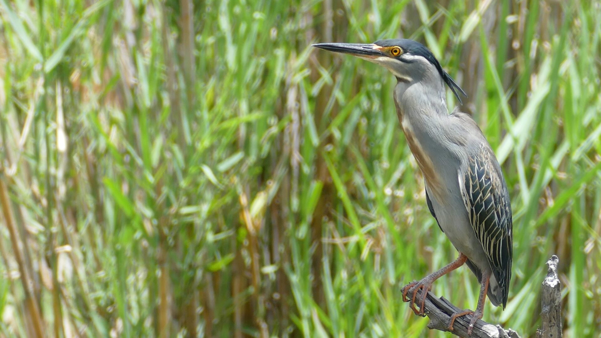 Little heron perched on a branch in Kruger National Park, South Africa