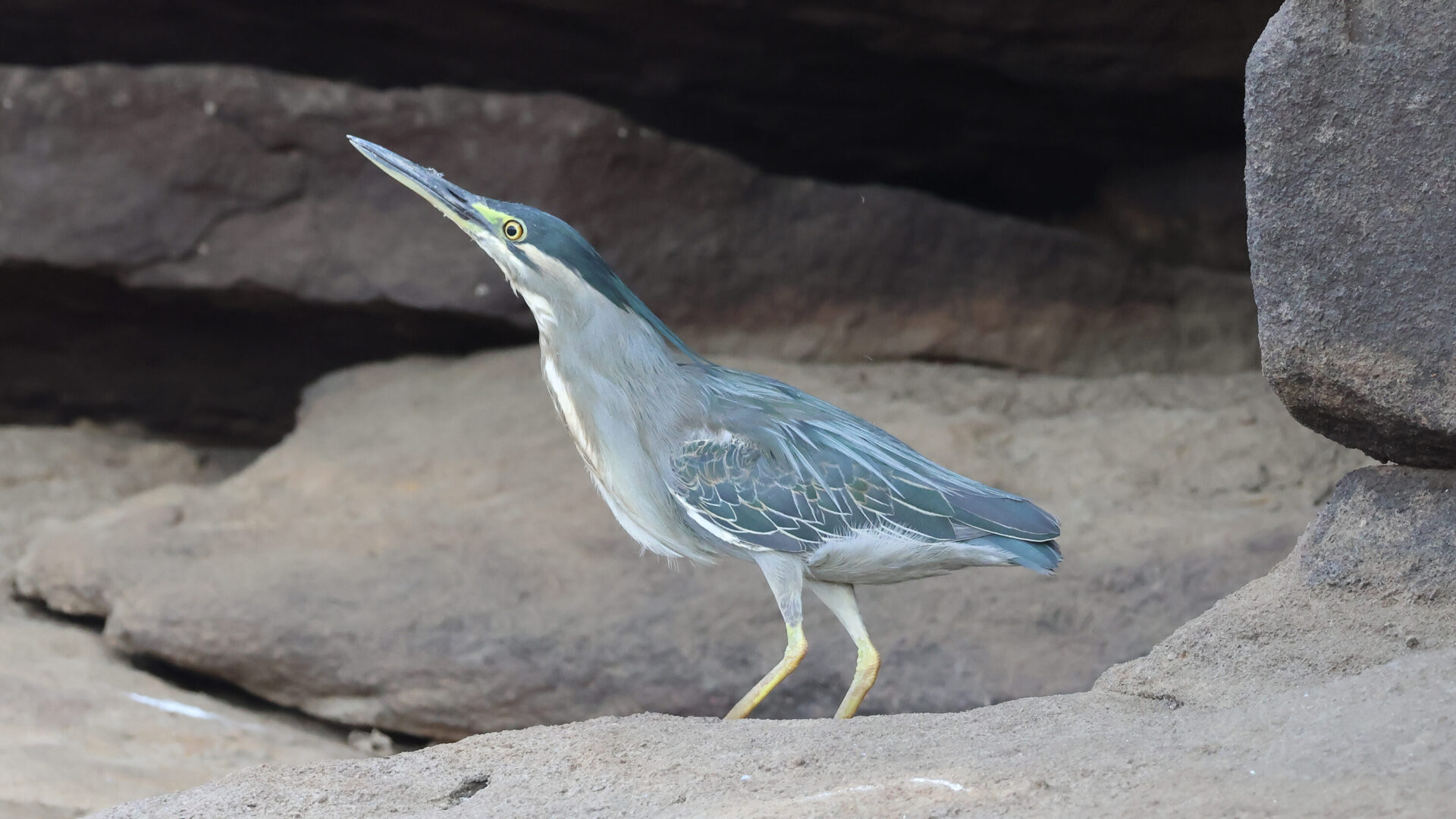 Little heron standing among rocks in Satpura National Park, India