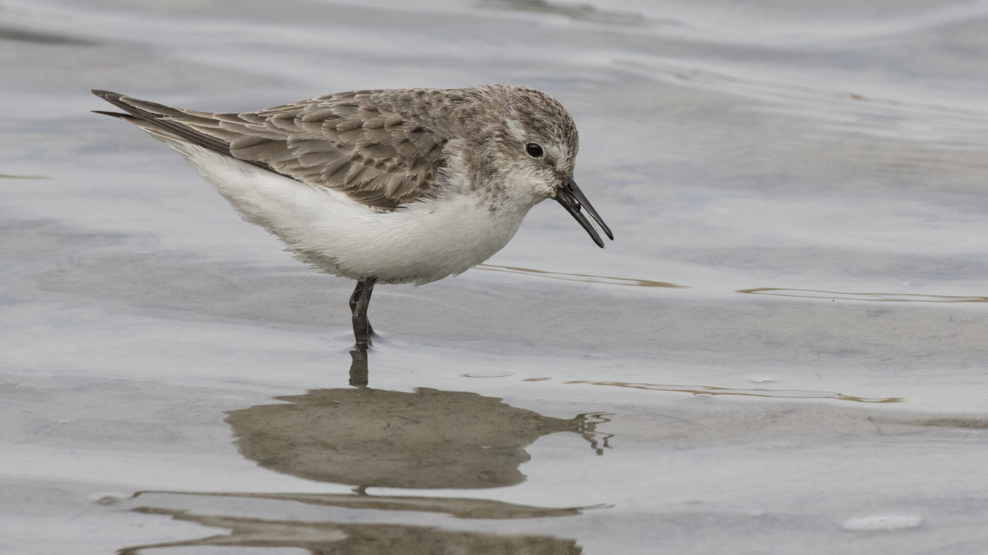 Little stint standing in shallow water