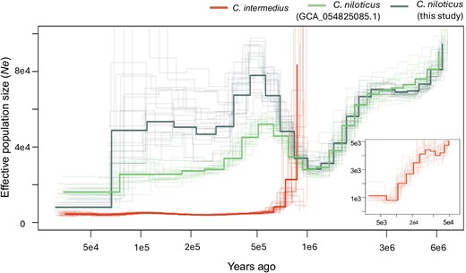 Historical effective population size trajectories for Nile and Orinoco crocodiles