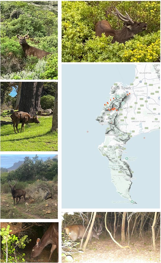 Reported sambar observations around Table Mountain and Cape Town