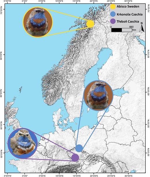 De tre blåstrupebestandene som ble undersøkt i Sverige og Tsjekkia