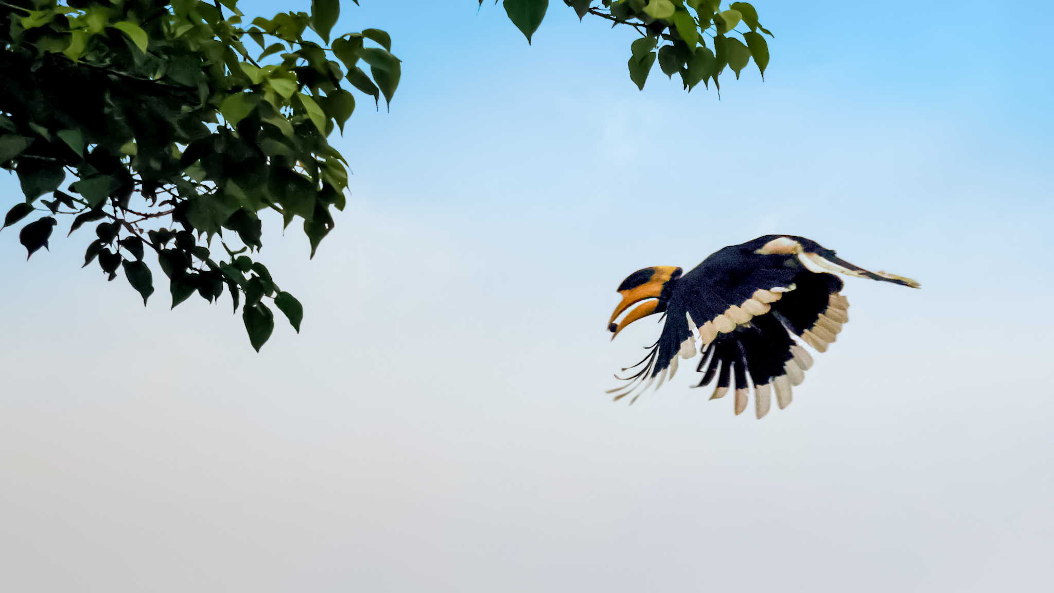 Malabar pied hornbill in flight