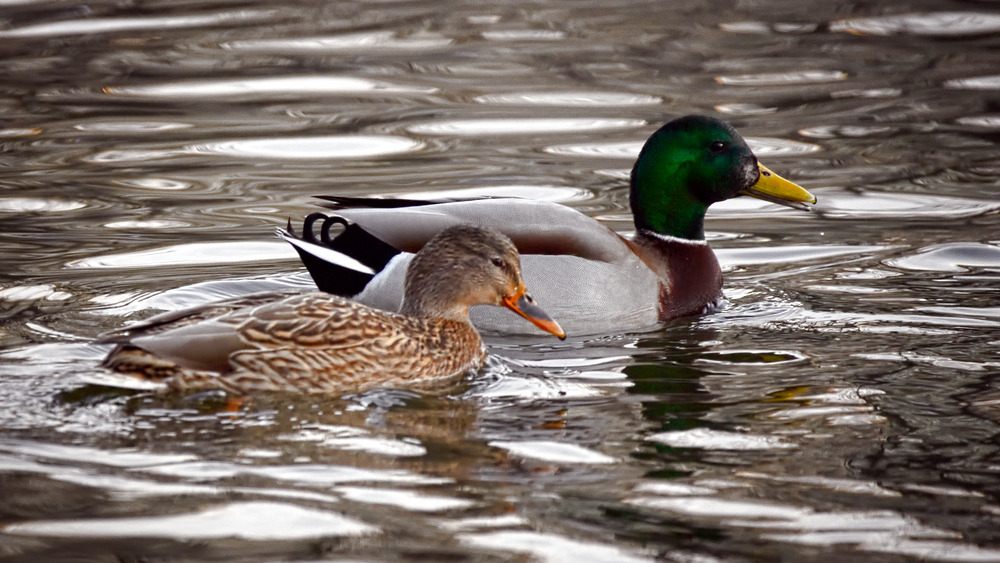Wild male and female mallards swimming in an urban moat in Poland