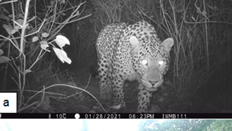 Leopard photographed by a camera trap in Margalla Hills National Park, Pakistan