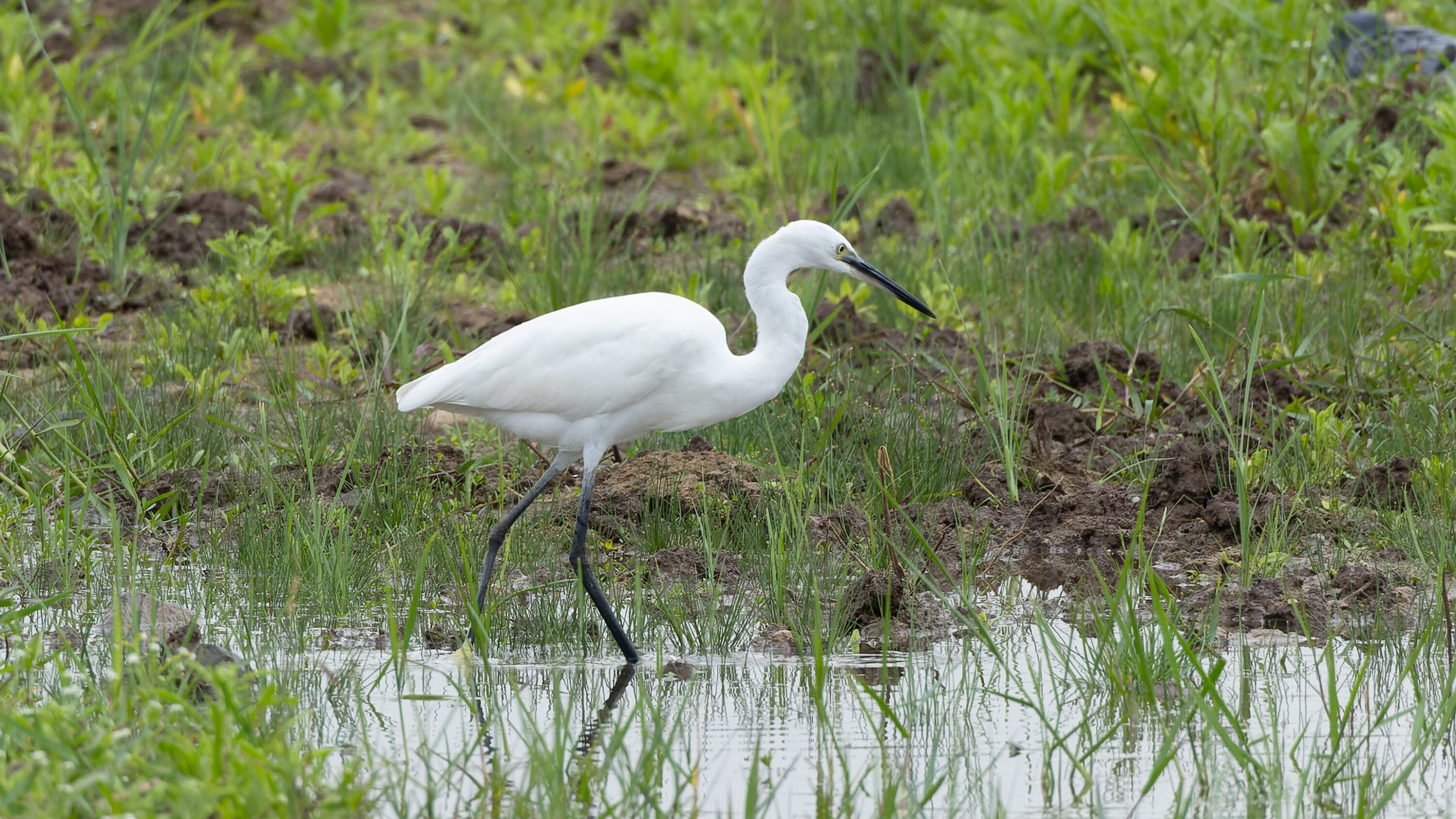 Medium Egret standing in shallow wetland vegetation in Bhigwan, India