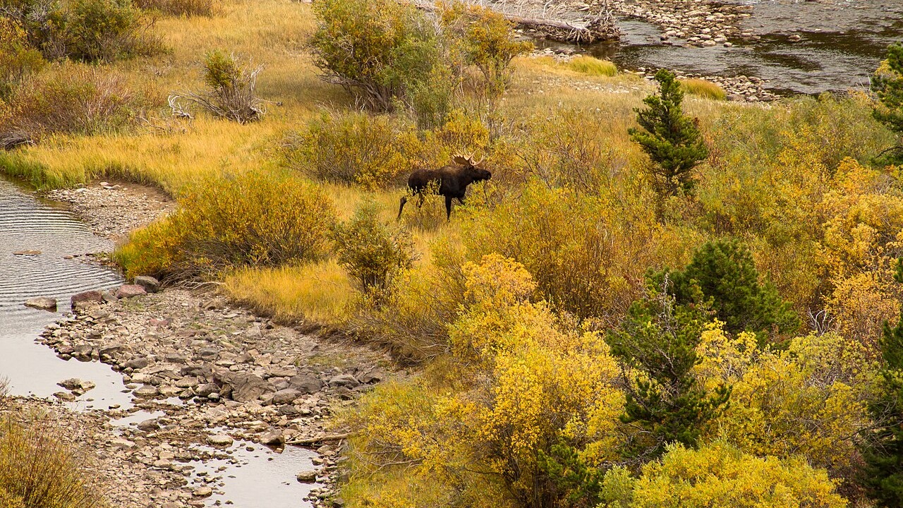 Bull moose in autumn habitat in Glacier National Park, Montana