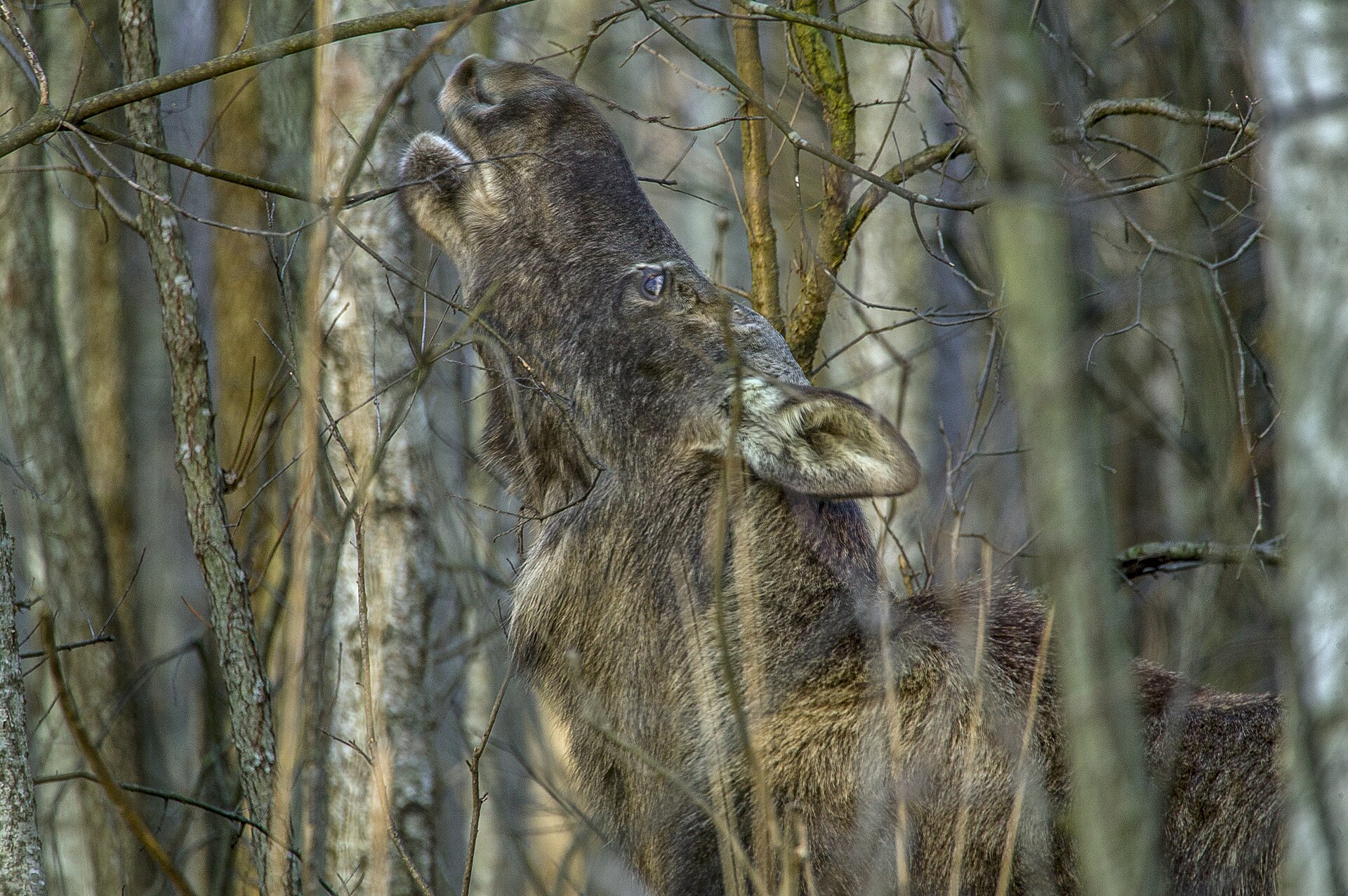 Moose standing among trees in Biebrza National Park, Poland