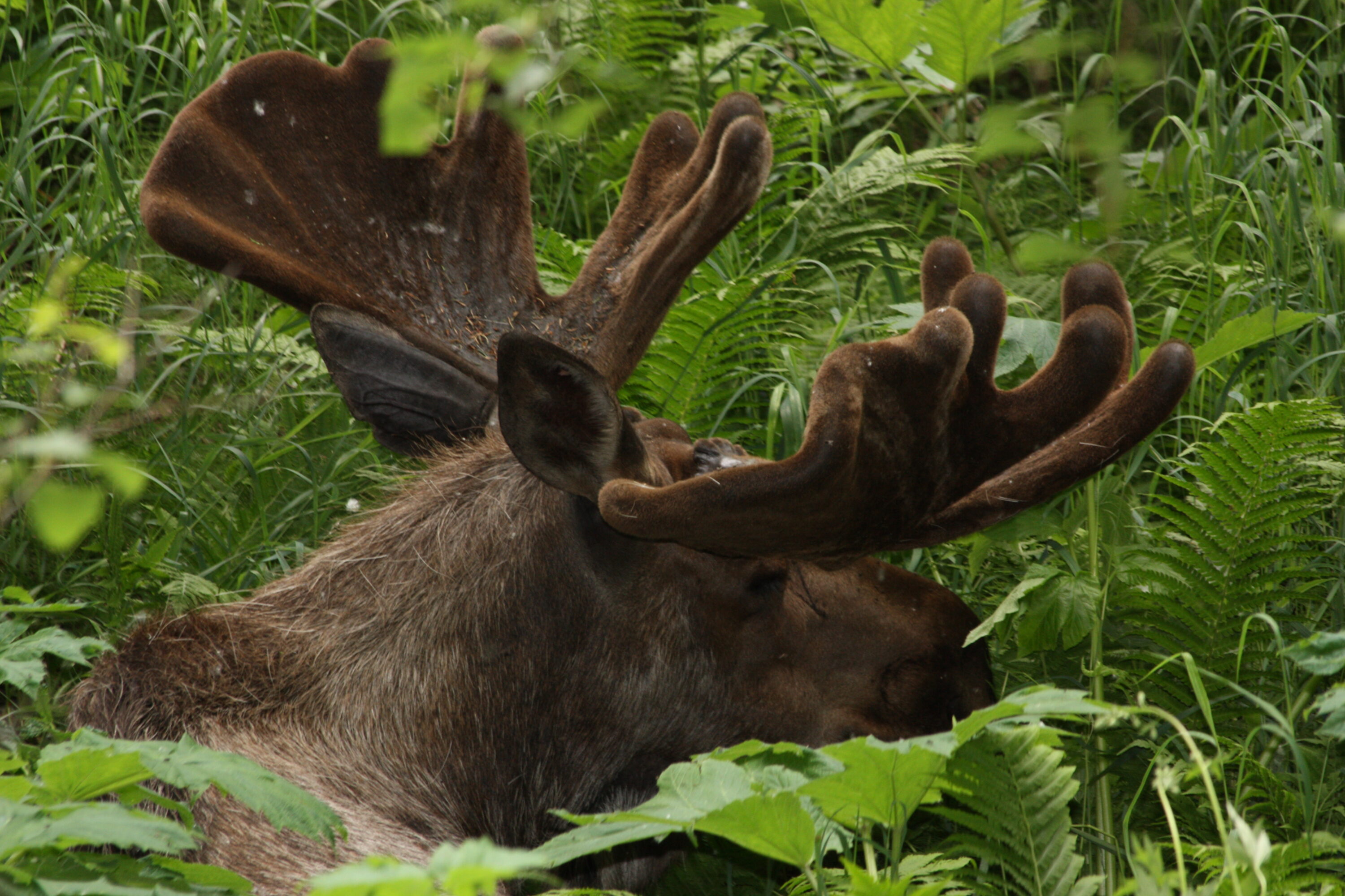 A bull moose with velvet-covered antlers resting in green vegetation