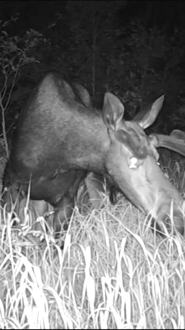 Infrared wildlife-camera image of a wild bull moose at night