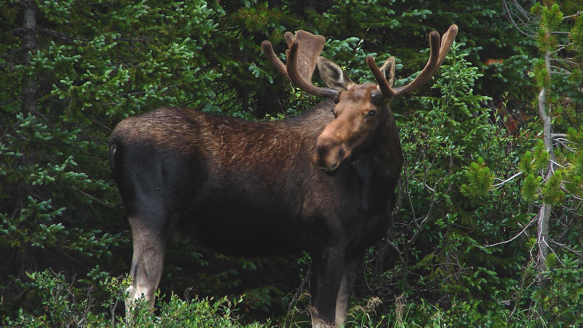 Moose standing among green shrubs in Rocky Mountain National Park, Colorado