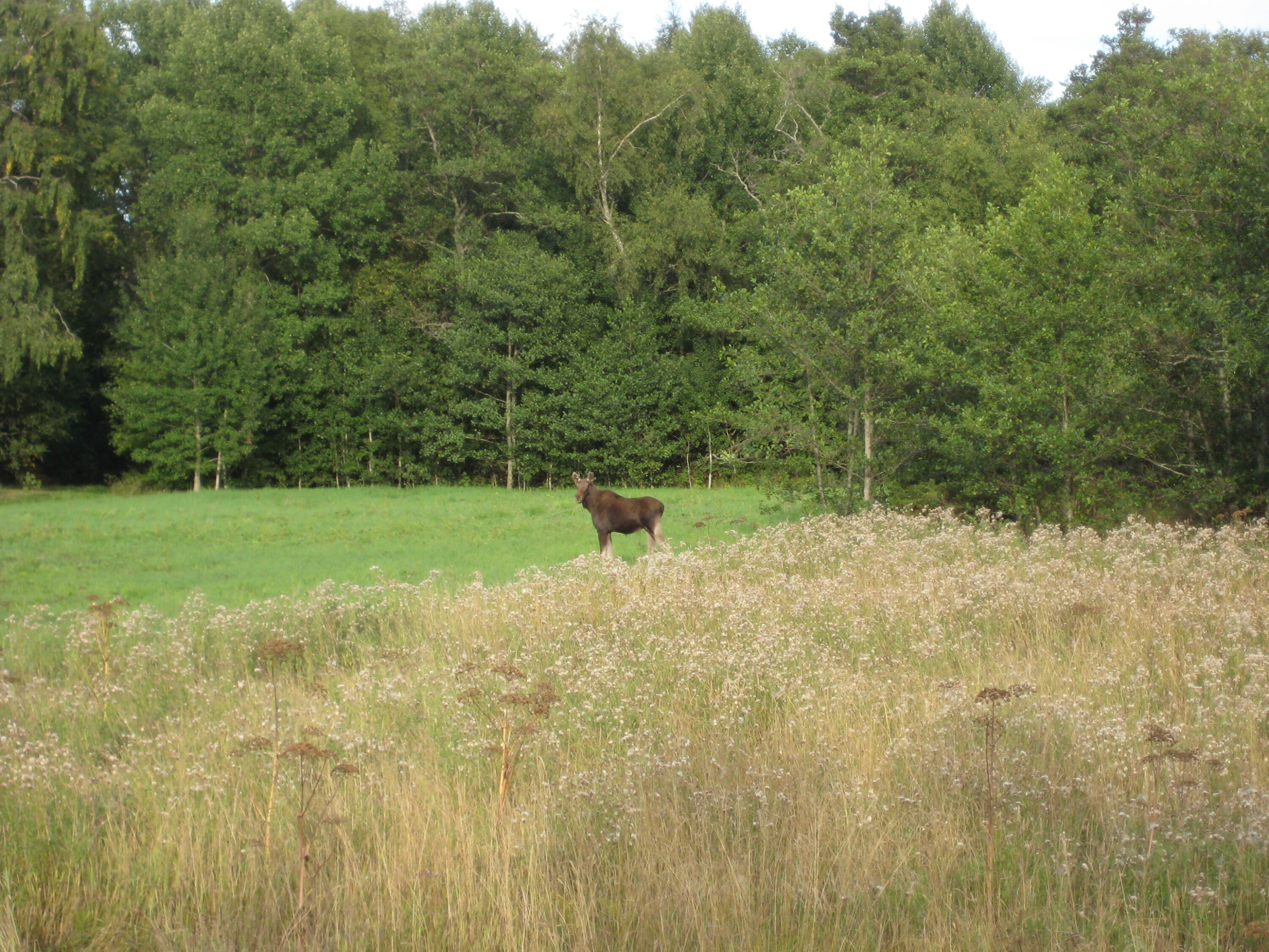 A moose standing at the edge of woodland and meadow on Kumlinge, Åland, Finland