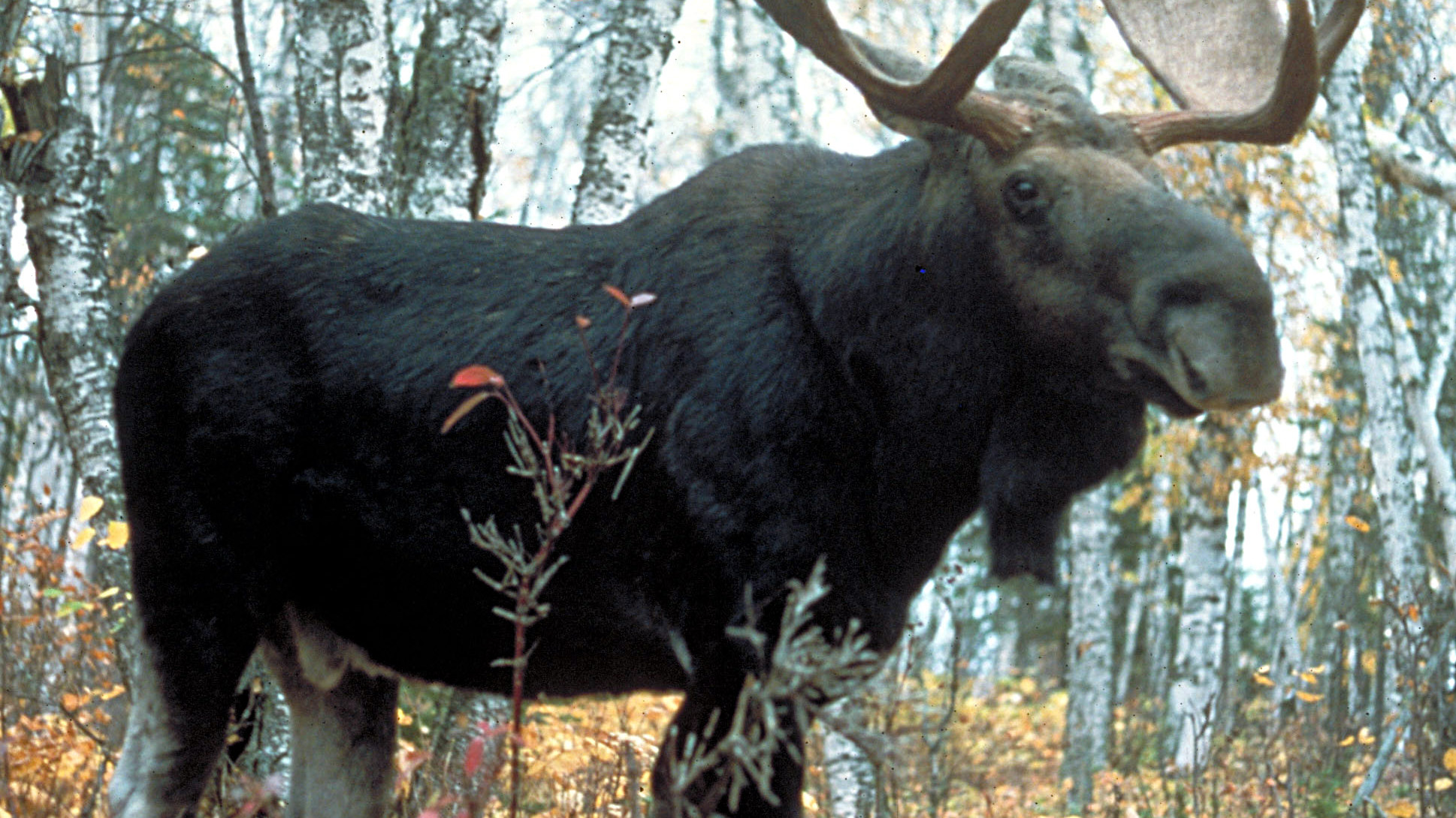 Bull moose in Superior National Forest, Minnesota