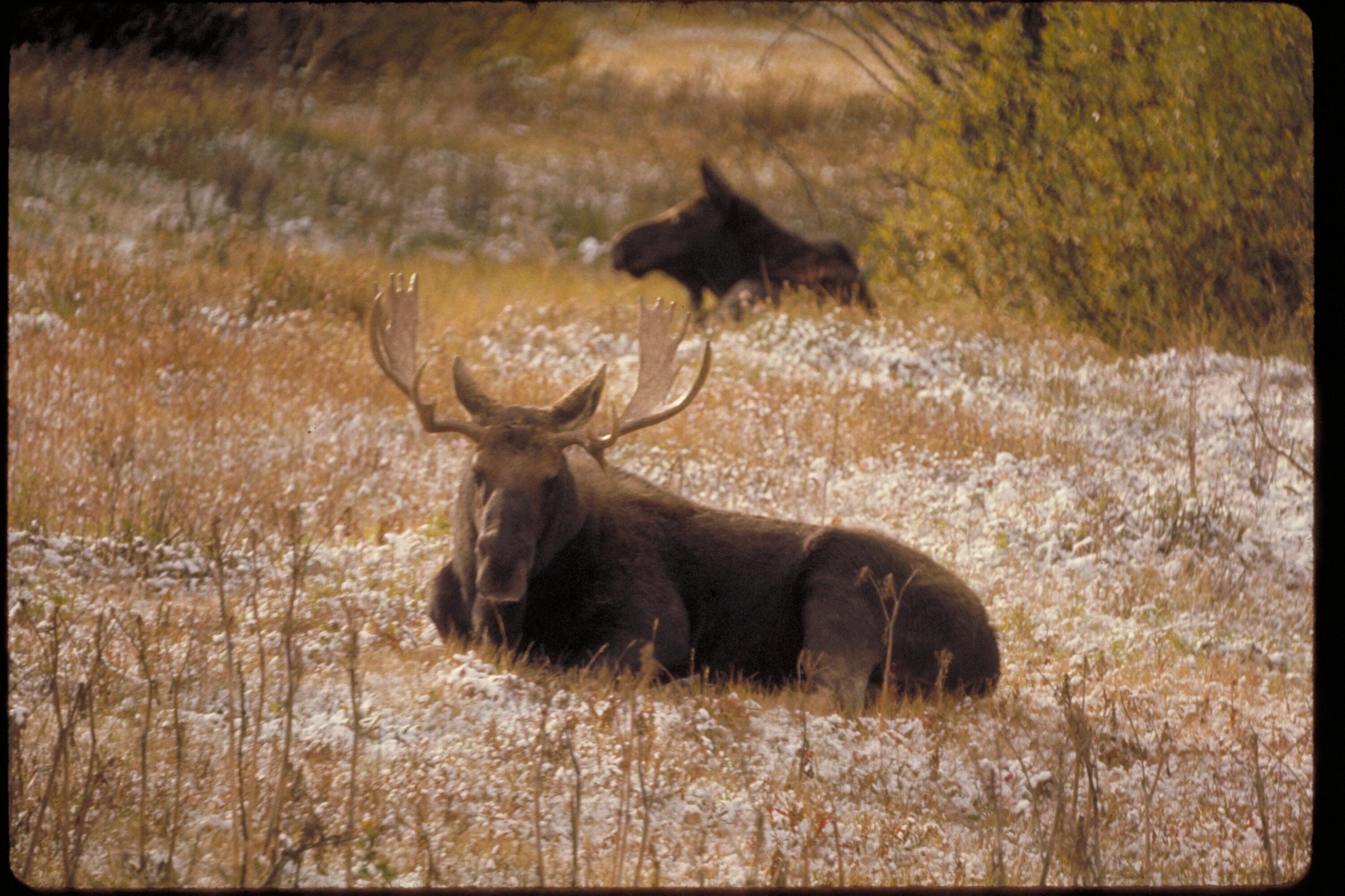 Two moose resting in autumn vegetation with light snow in Grand Teton National Park, Wyoming