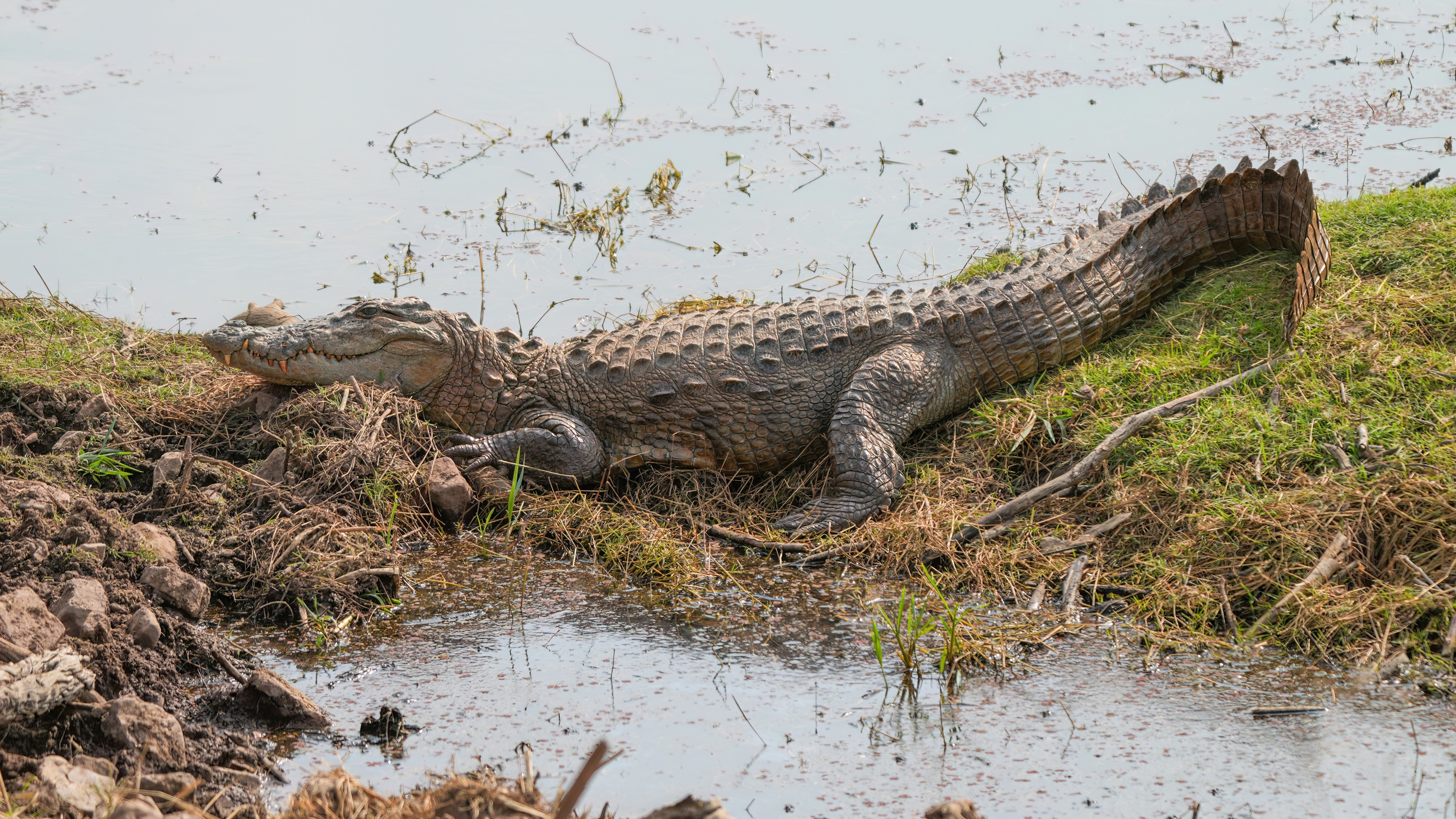 Wild mugger crocodile basking beside the water in Ranthambore National Park, India