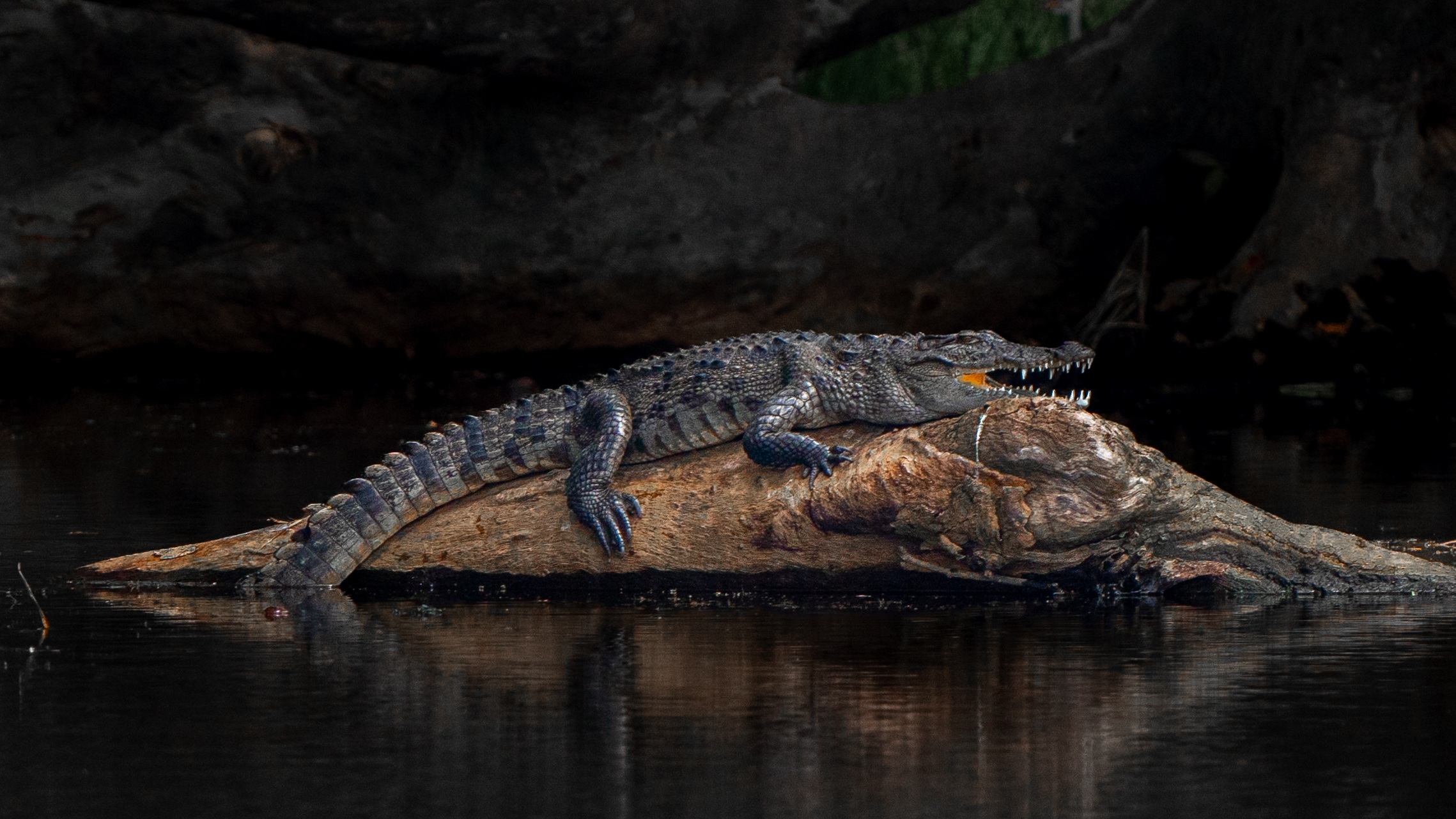 Wild mugger crocodile basking with its mouth open on a fallen tree in Wilpattu National Park