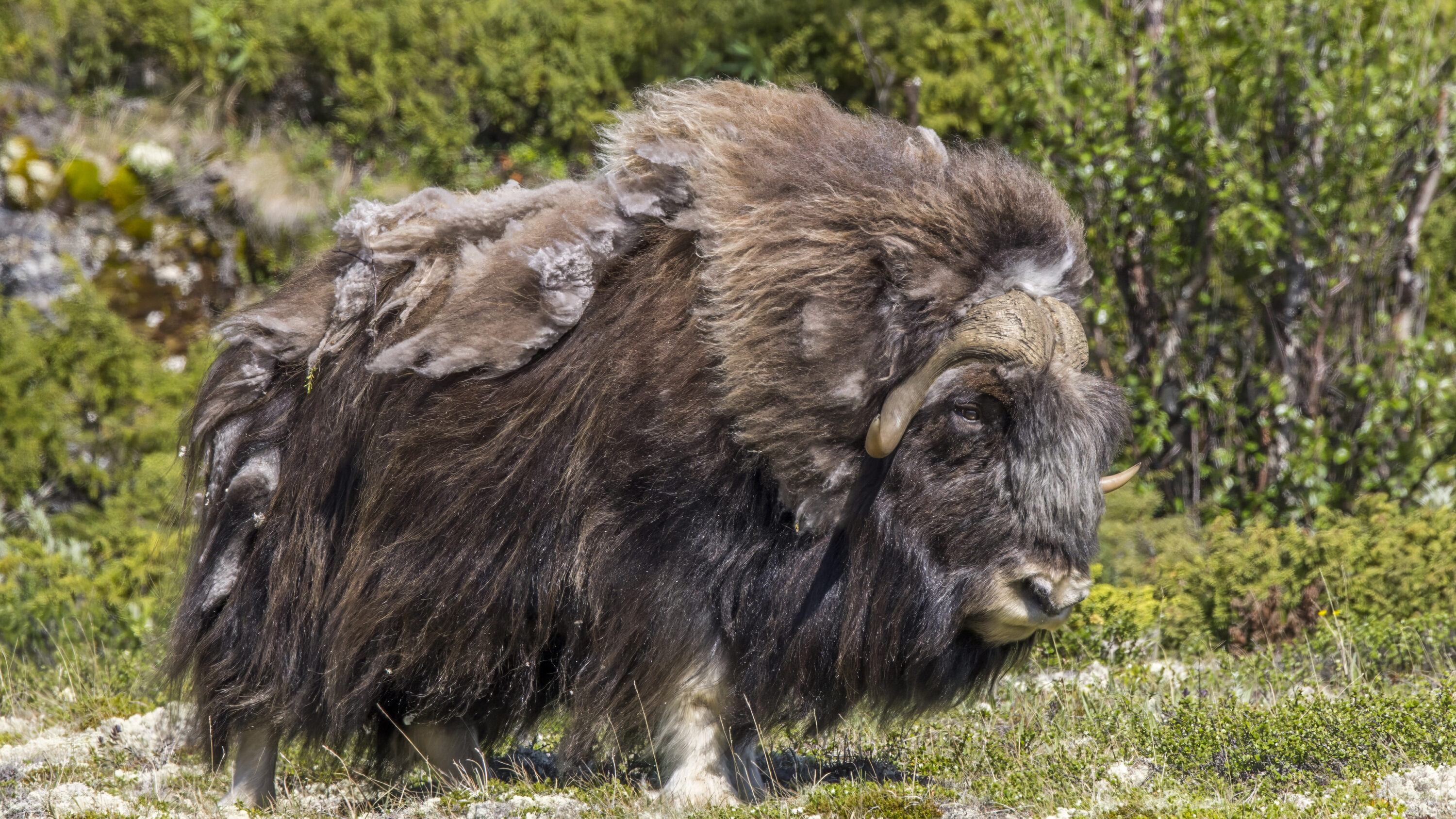 Male muskox in Dovrefjell National Park, Norway