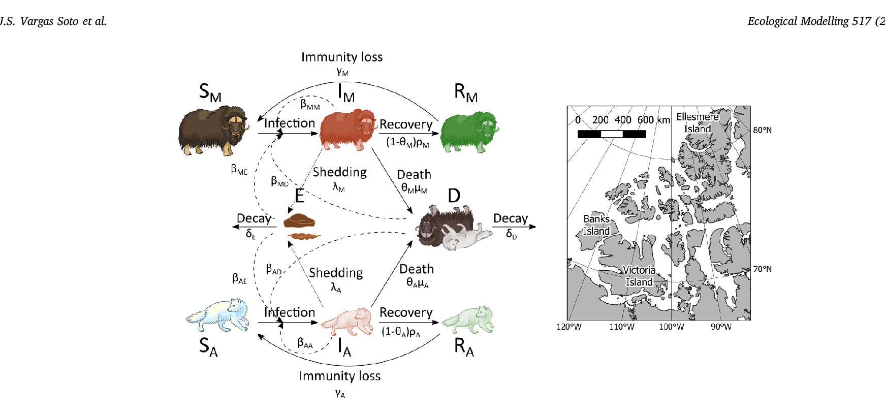 Schematic of Erysipelothrix rhusiopathiae transmission among muskoxen, an alternative host and environmental sources in the Canadian Arctic