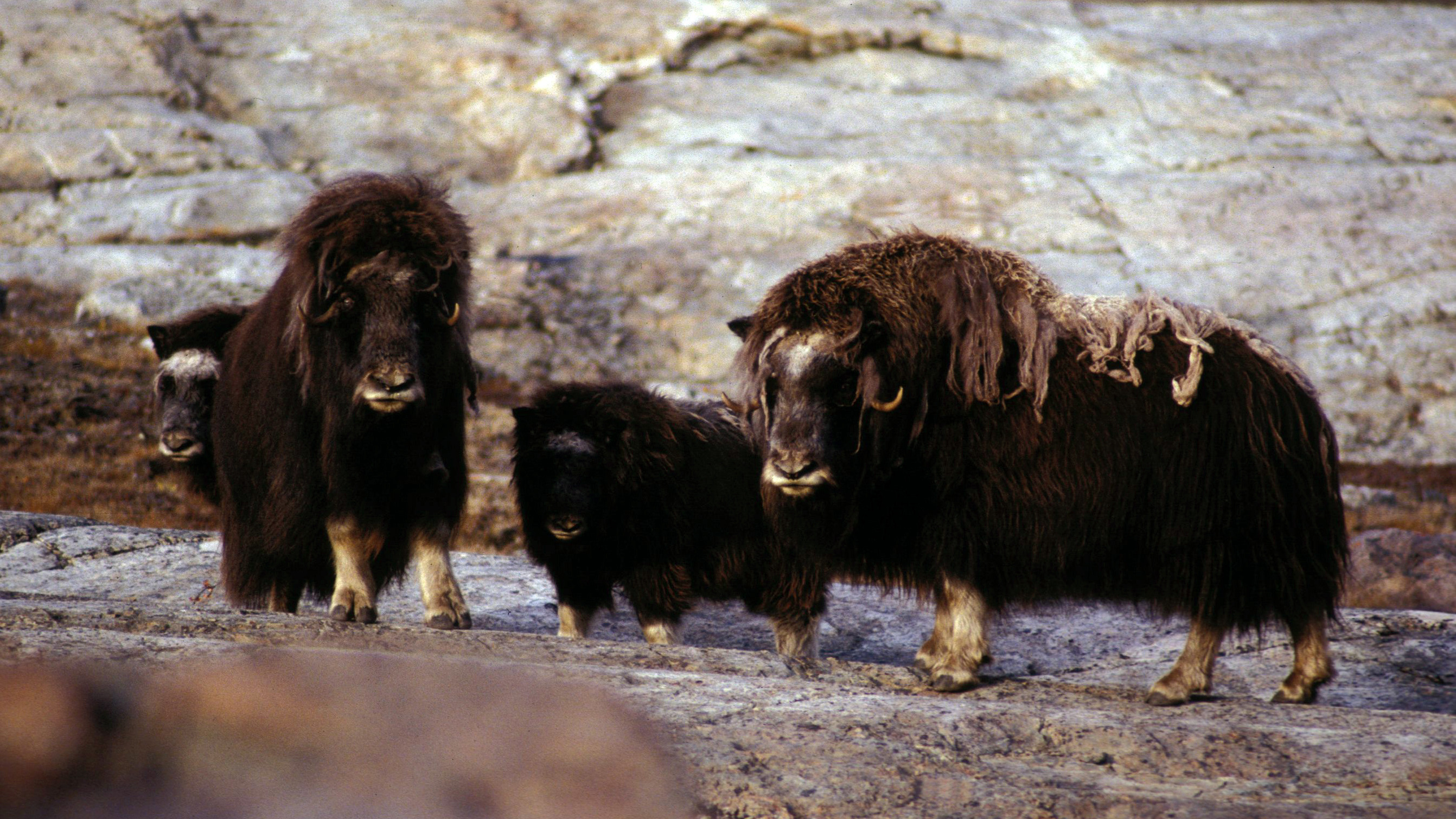 Muskox in tundra in the Kong Oscar Fjord area of Northeast Greenland
