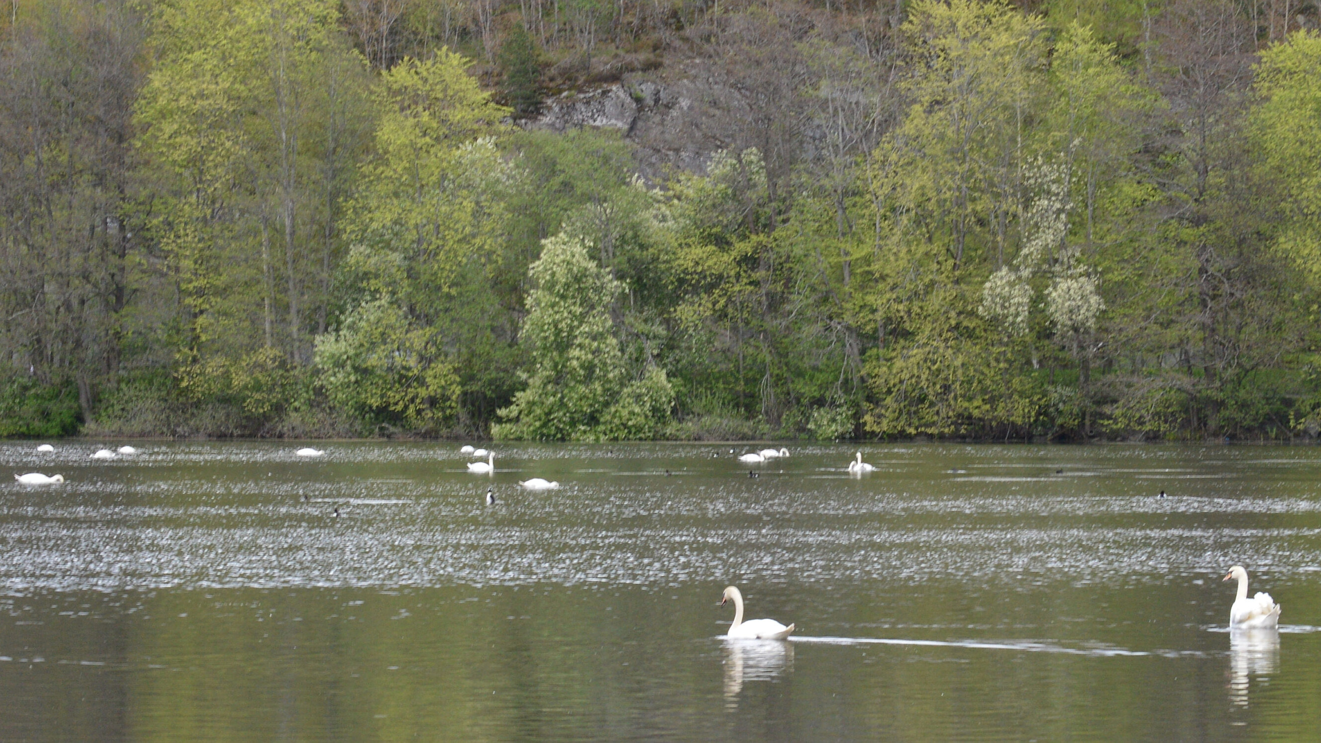 Mute swans gathered on Østensjøvannet in Oslo