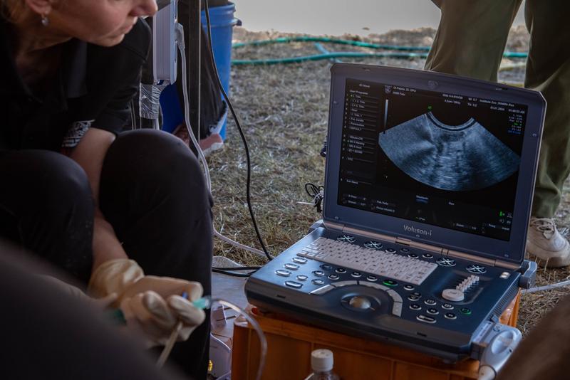 Ultrasound equipment during a northern white rhino embryo transfer