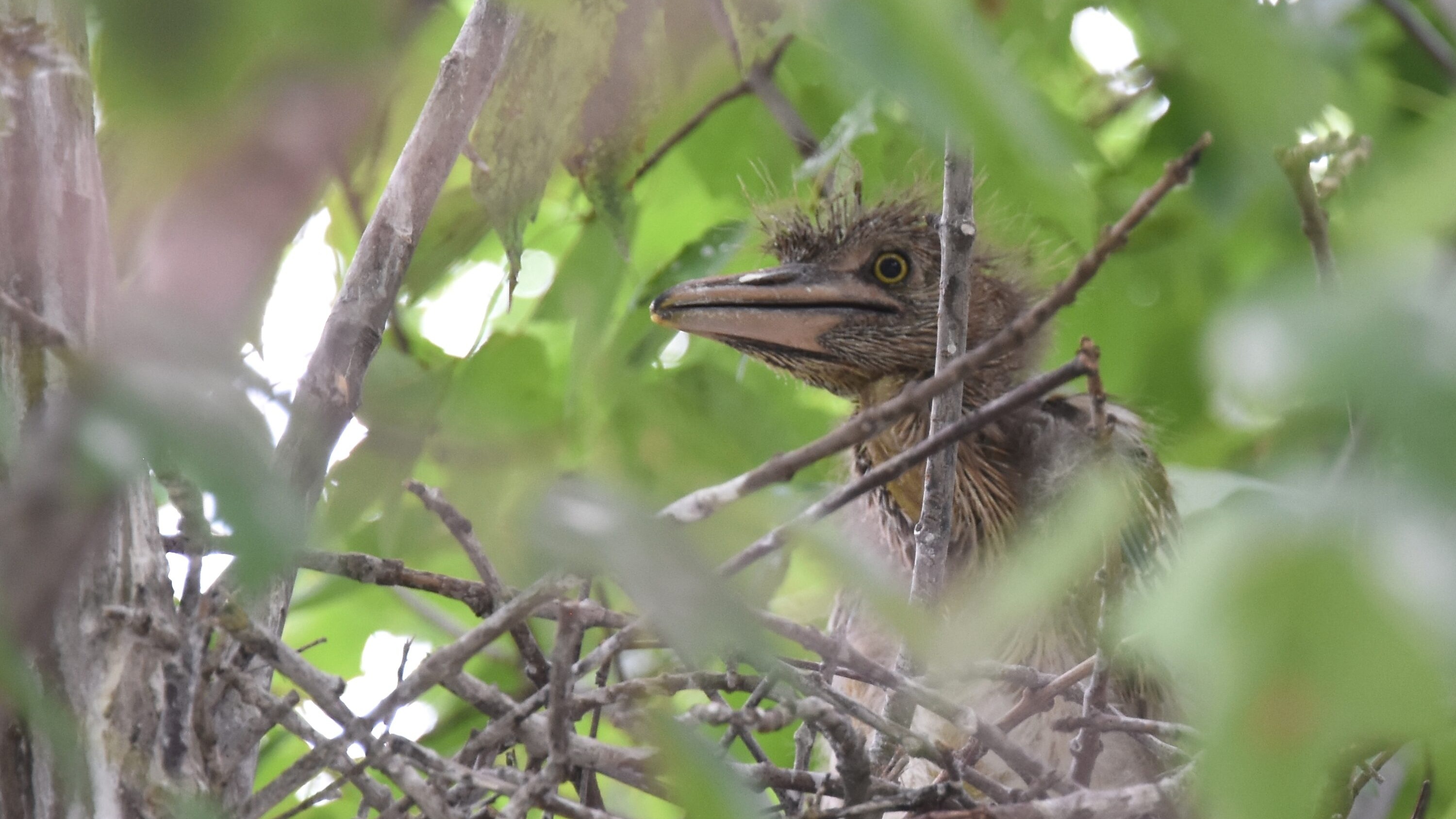 Black-crowned night heron chicks among branches in a nest in St. Louis