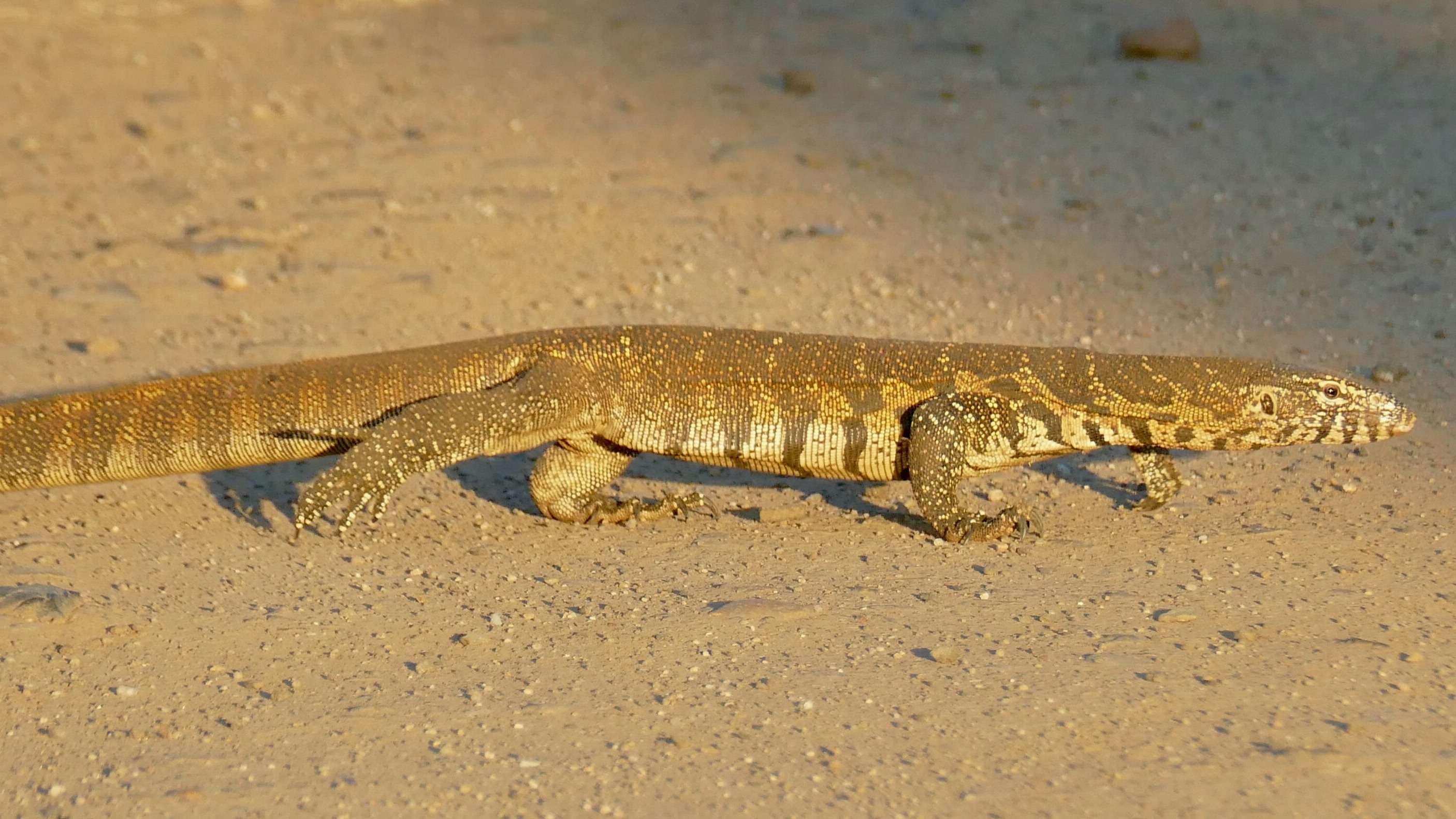 Wild Nile monitor at Sunset Dam in Kruger National Park, South Africa