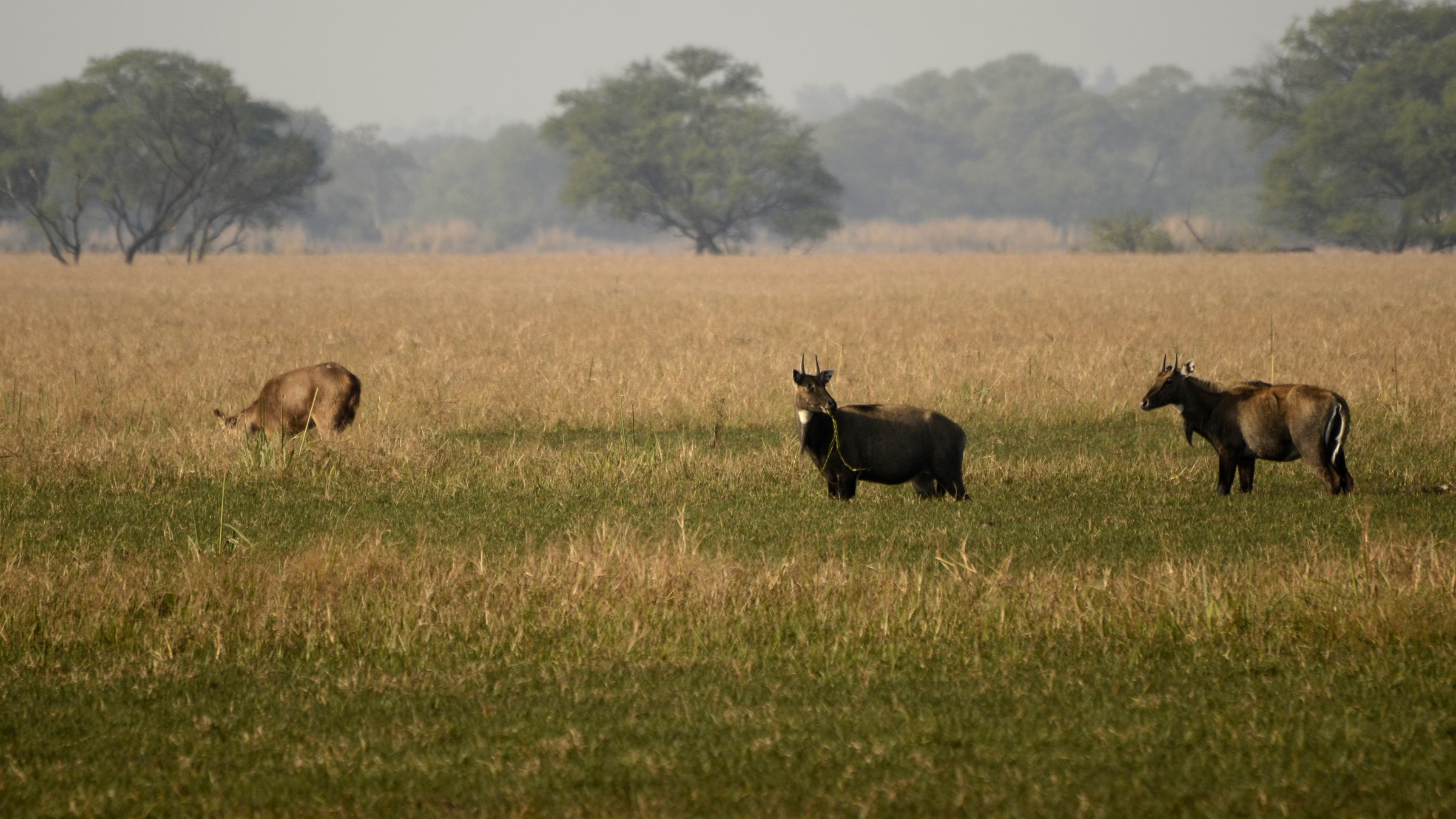 Three nilgai grazing in open grassland at Keoladeo National Park, India